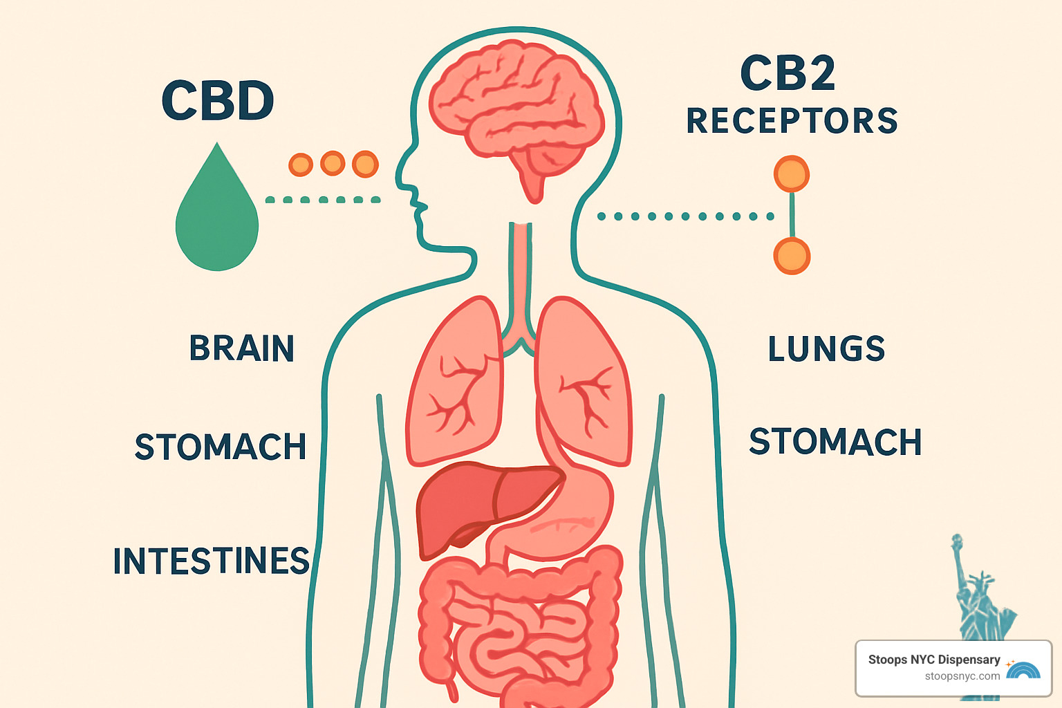 Endocannabinoid system diagram showing how CBD interacts with receptors - CBD gummies New York