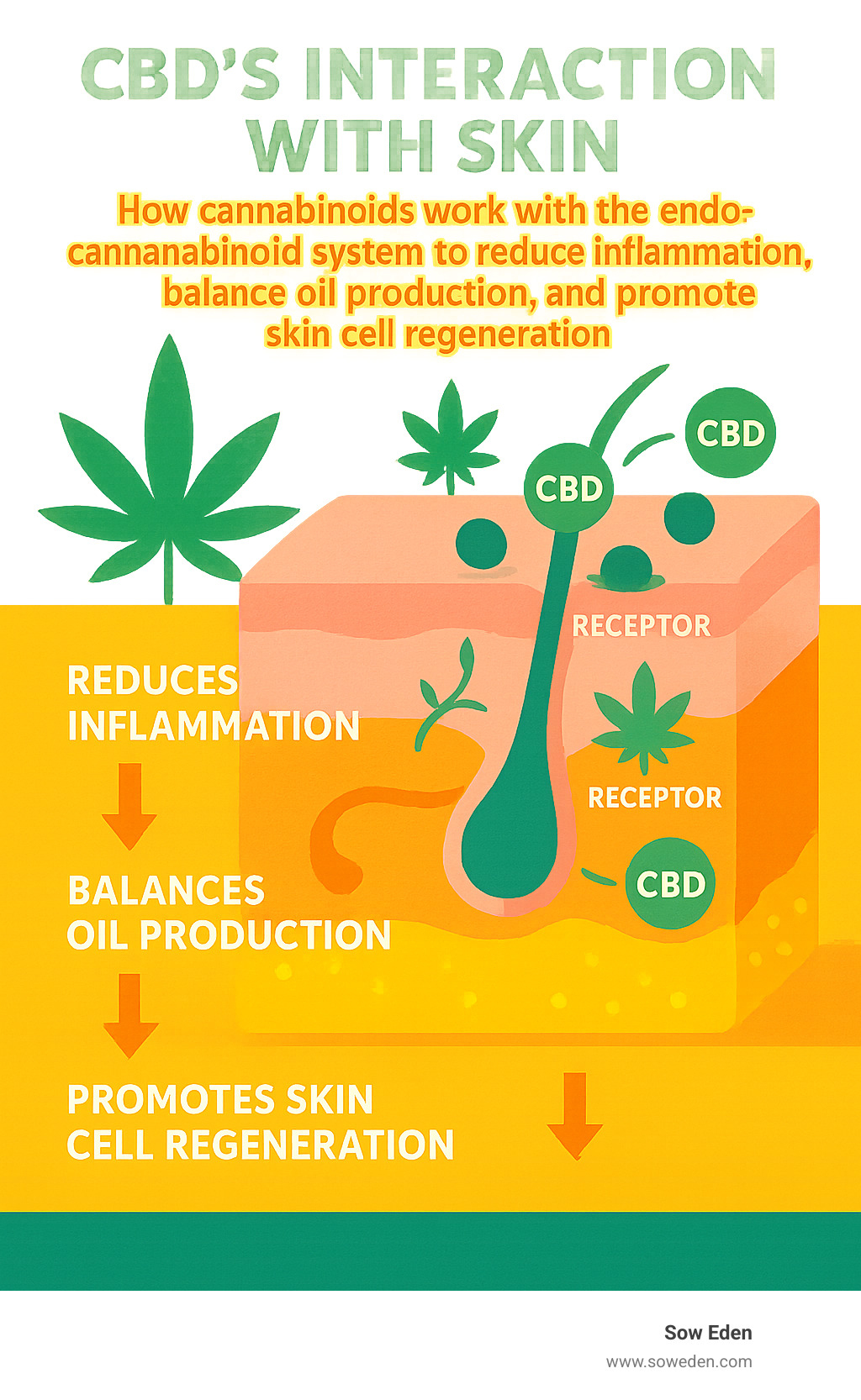 CBD's interaction with skin showing how cannabinoids work with the endocannabinoid system to reduce inflammation, balance oil production, and promote skin cell regeneration - cbd bath beauty and skincare products infographic 