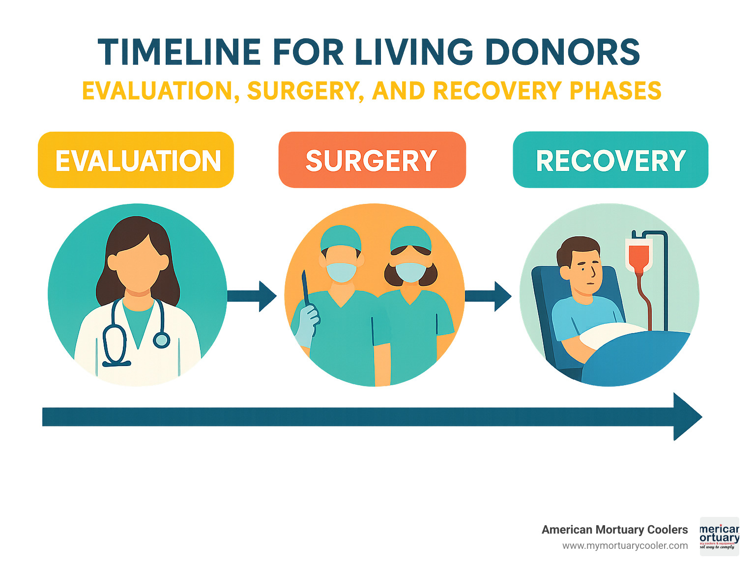 Timeline showing evaluation, surgery, and recovery phases for living donors - donating organs process infographic 