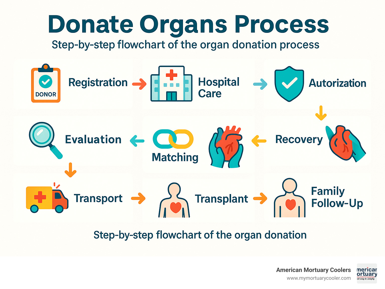 Step-by-step flowchart of the organ donation process showing registration, hospital care, evaluation, authorization, matching, recovery, transport, transplantation, and family follow-up - donating organs process infographic 