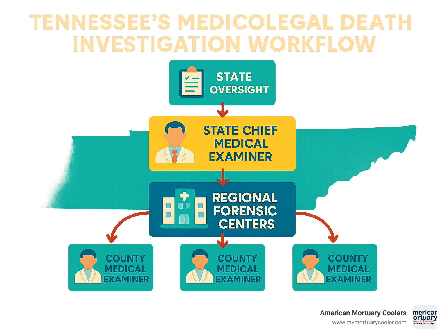 Tennessee's medicolegal death investigation workflow showing county medical examiners reporting to regional forensic centers under state oversight - tn state medical examiner infographic 