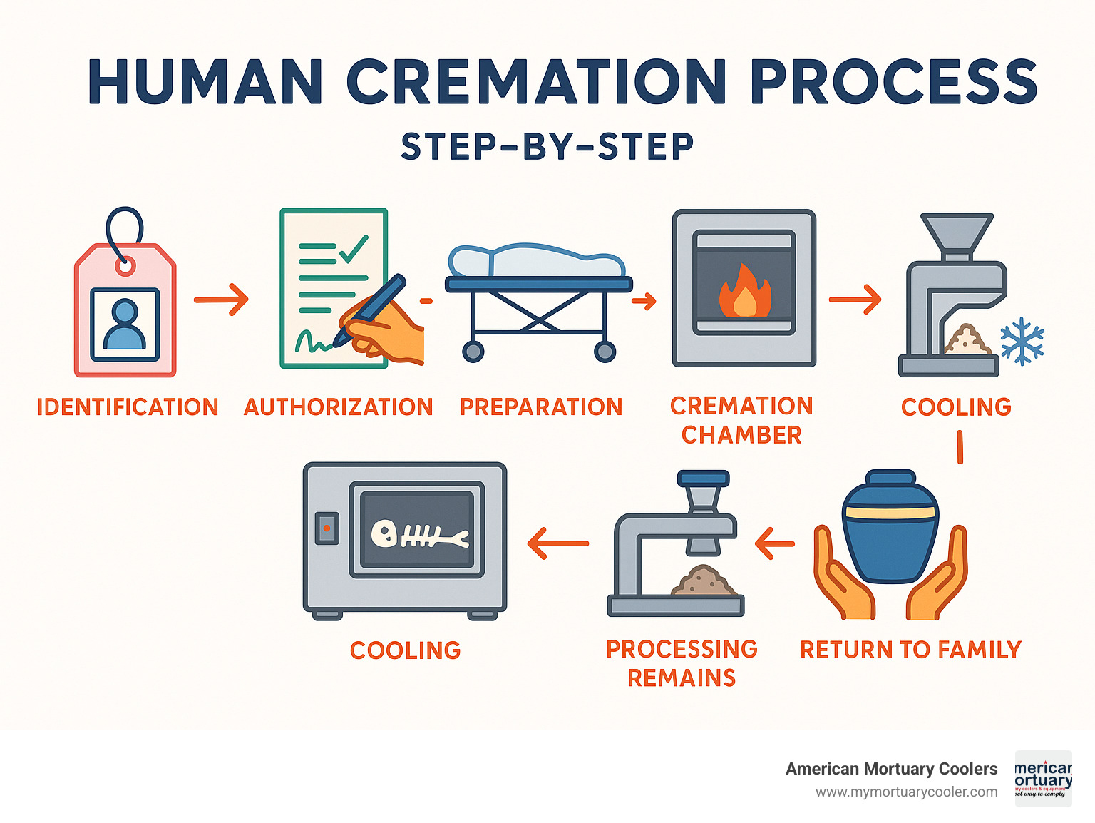 Step-by-step infographic showing the complete human cremation process from identification and authorization through final processing of remains and return to family - human cremation infographic 