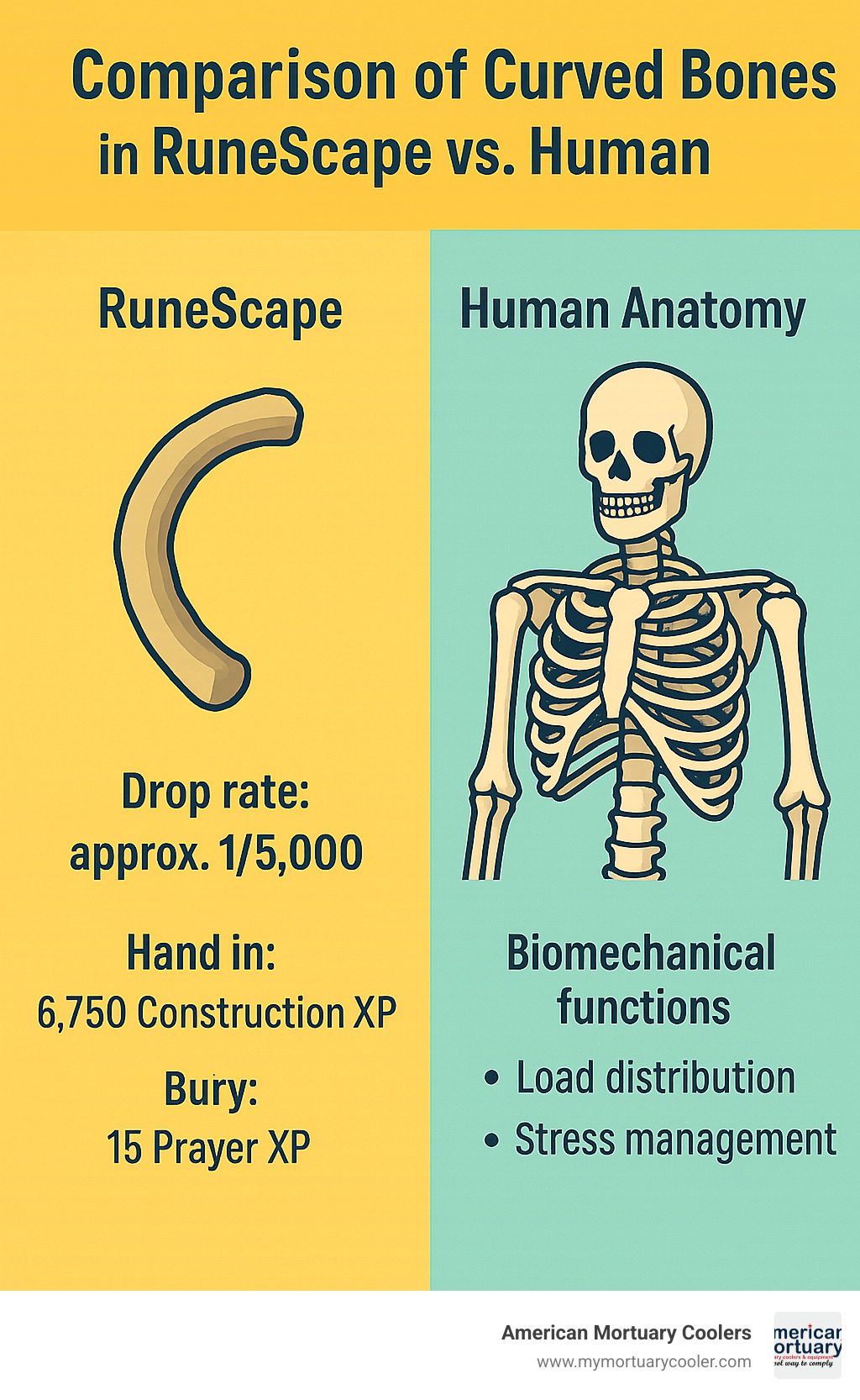 Comparison of curved bones in RuneScape versus human anatomy, showing game drop rates, XP values, and biological functions including load distribution and stress management - curved bone infographic 