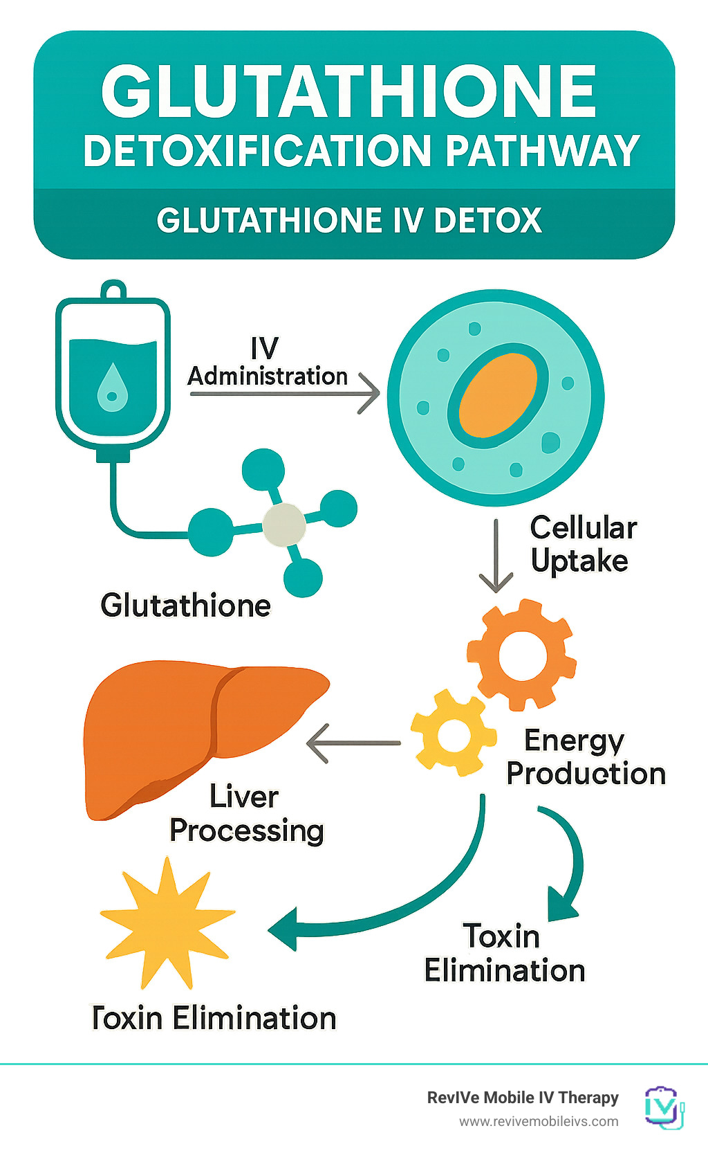 Infographic showing glutathione detoxification pathway from IV administration through cellular uptake to toxin elimination, including liver processing, free radical neutralization, and energy production pathways - glutathione iv detox infographic 