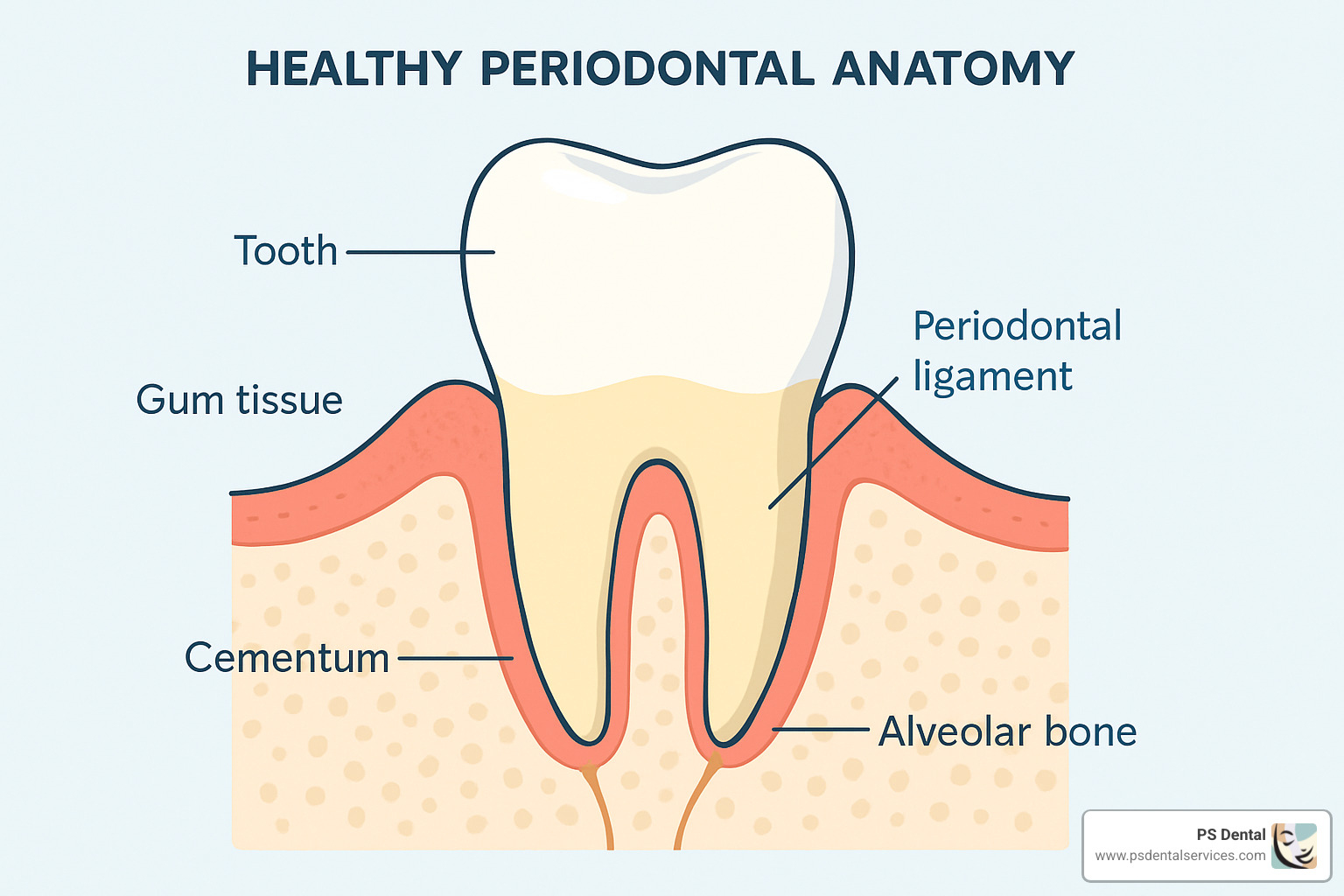 periodontal anatomy diagram showing healthy tooth structure - what is periodontal disease