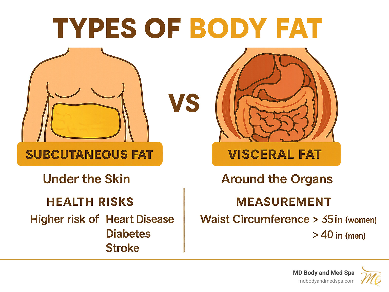 Infographic showing the difference between subcutaneous fat under the skin and visceral fat around organs, with health risk indicators and measurement guidelines for waist circumference - how to get rid of body fat infographic 