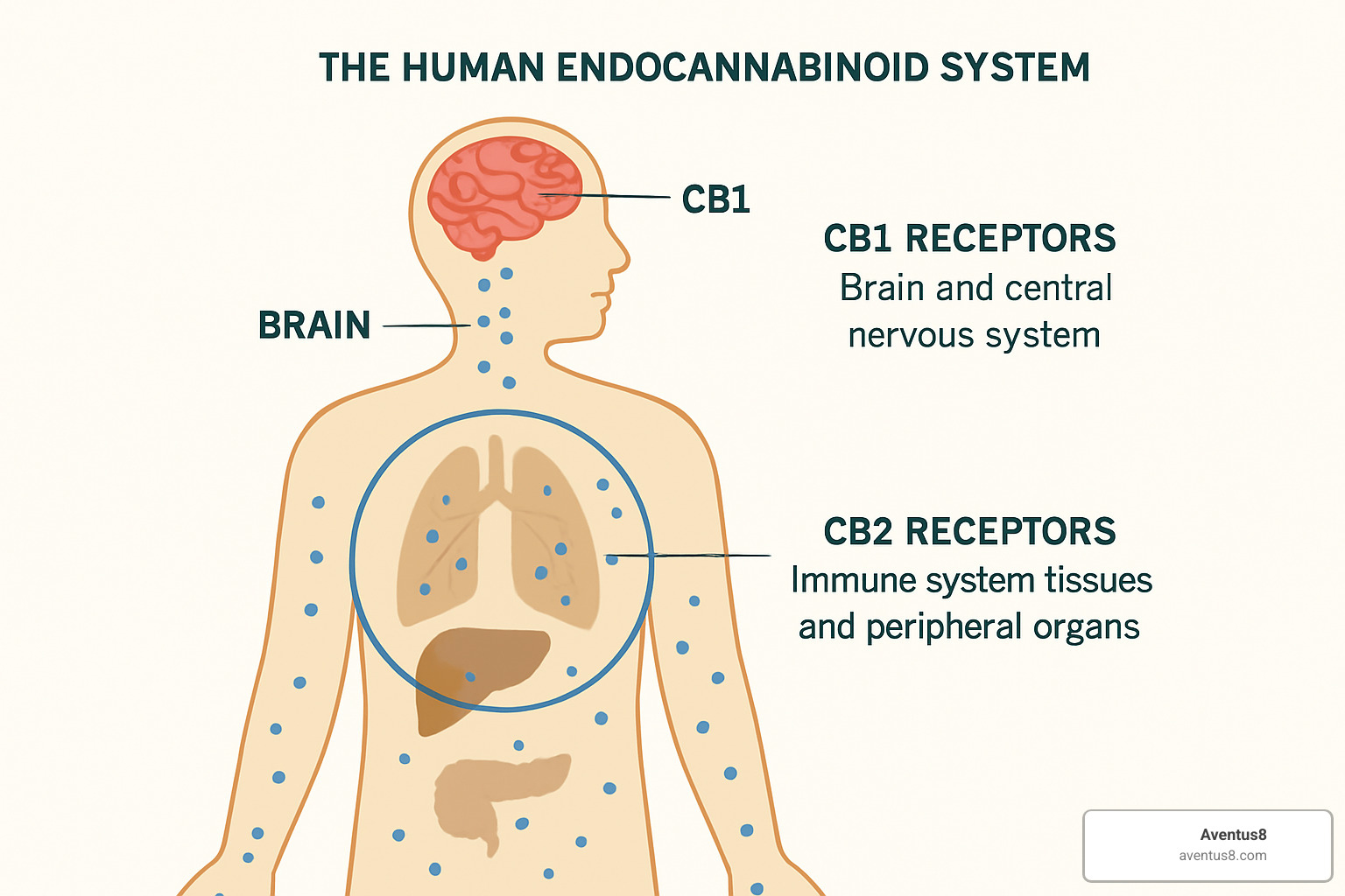 diagram showing endocannabinoid system with CB1 and CB2 receptors - delta 9 cannabis oil