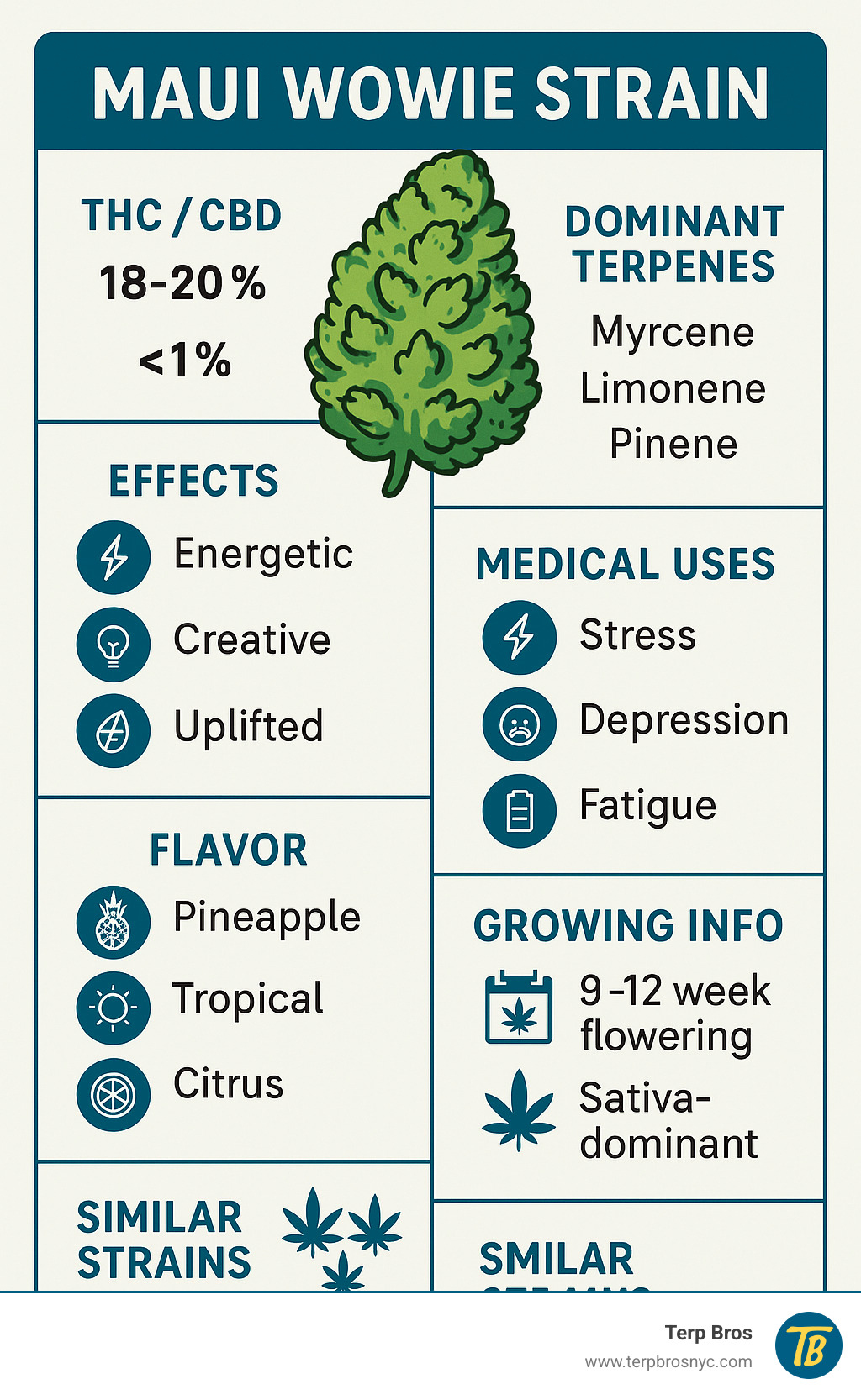 Comprehensive breakdown of Maui Wowie strain characteristics including THC/CBD percentages, dominant terpenes (myrcene, limonene, pinene), primary effects (energetic, creative, uplifted), medical applications (stress, depression, fatigue), flavor profile (pineapple, tropical, citrus), growing specifications (9-12 week flowering, sativa-dominant), and comparison to similar strains - maui wowie strain infographic 