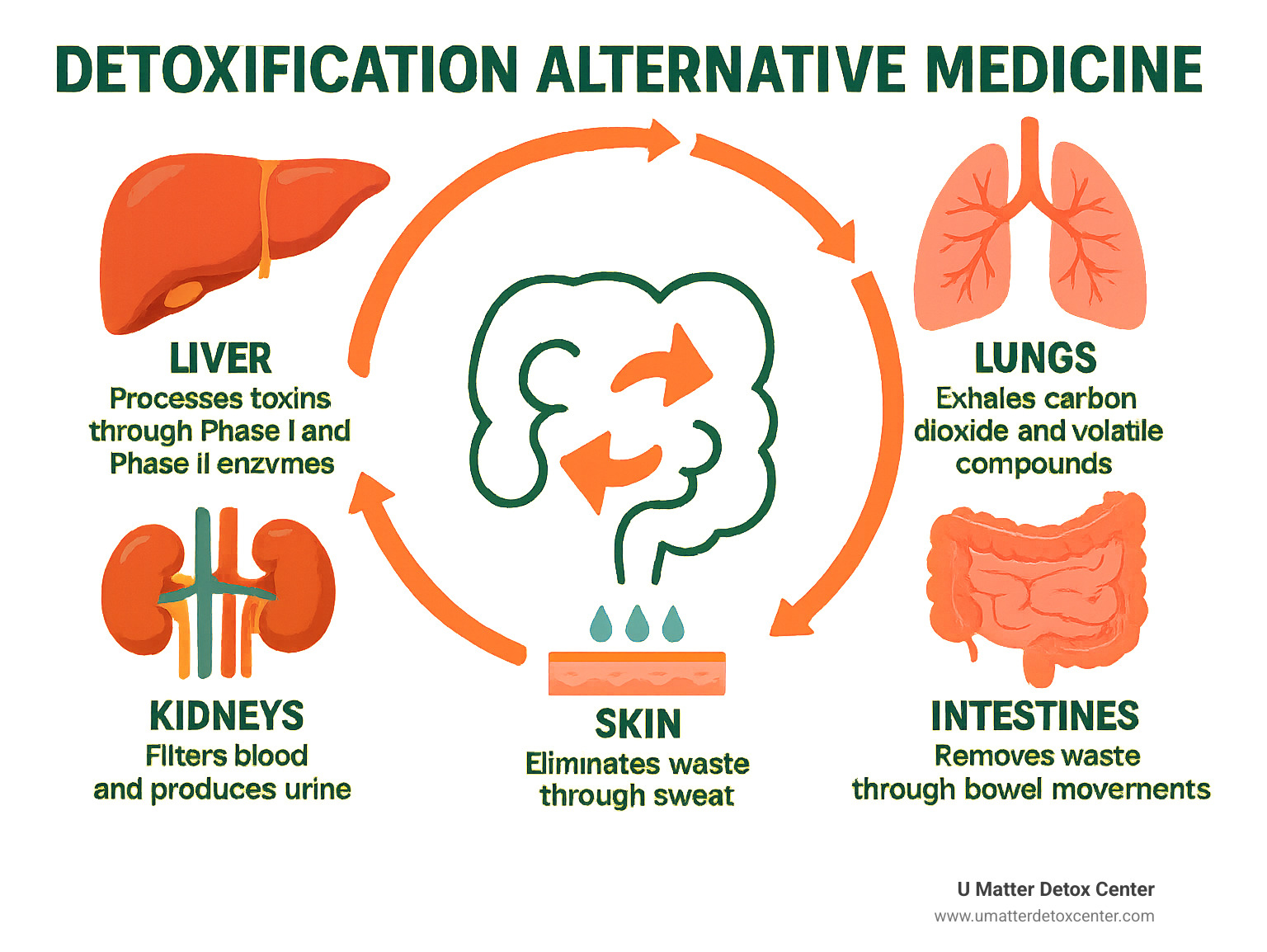 Infographic showing the body's natural detoxification pathways including liver processing toxins through Phase I and Phase II enzymes, kidneys filtering blood and producing urine, lungs exhaling carbon dioxide and volatile compounds, skin eliminating waste through sweat, and intestines removing waste through bowel movements, with arrows showing how these systems work together continuously - detoxification alternative medicine infographic 