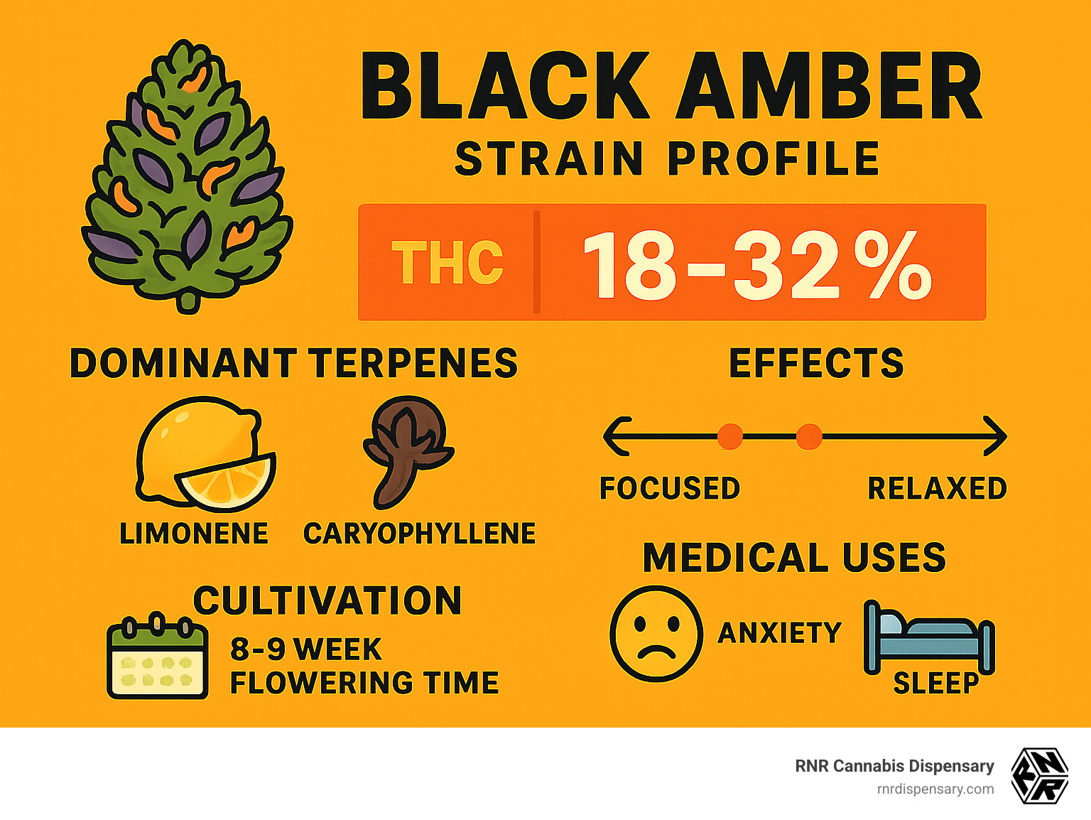 Infographic showing Black Amber strain profile with THC levels 18-32%, dominant terpenes limonene and caryophyllene, effects timeline from focused to relaxed, medical uses for anxiety and sleep, and cultivation specs including 8-9 week flowering time - black amber weed strain infographic 