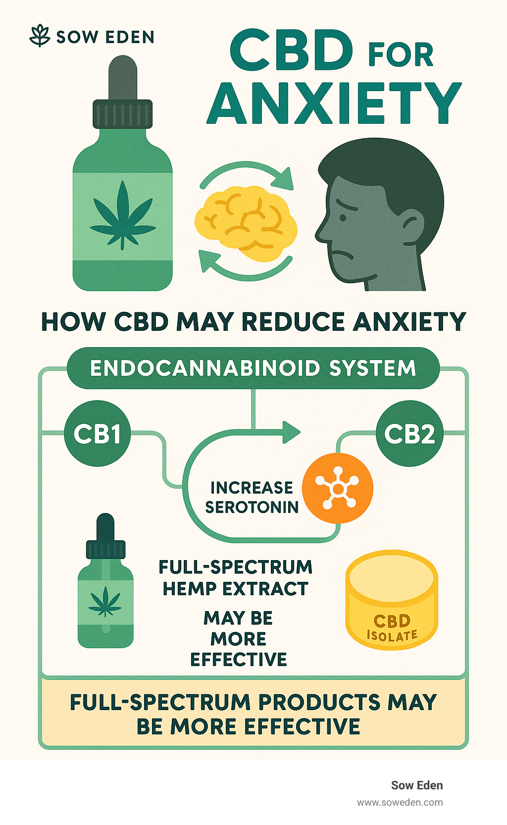 Detailed infographic showing how CBD interacts with the endocannabinoid system to potentially reduce anxiety, including CB1 and CB2 receptors, serotonin pathways, and the difference between full-spectrum and isolate products - cbd for anxiety infographic 