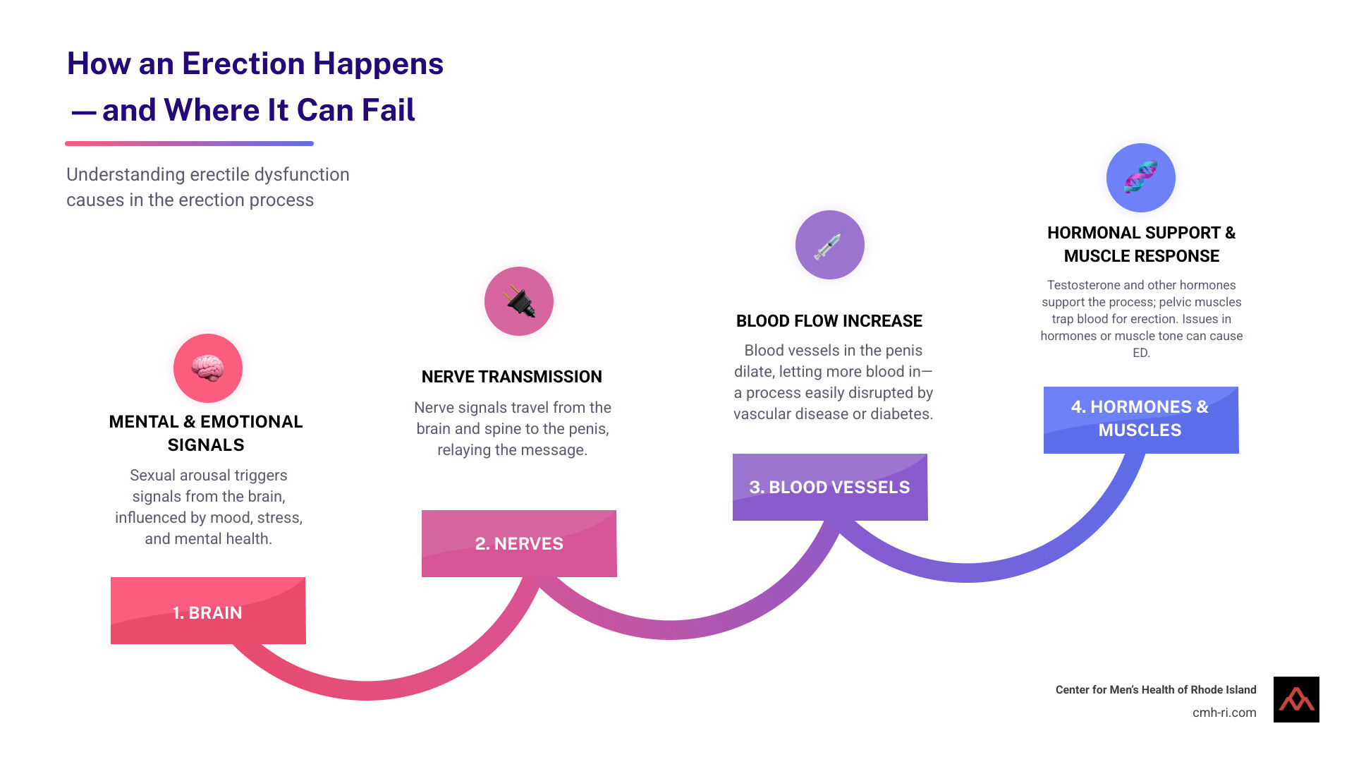 Detailed infographic showing the pathway of normal erection process from brain stimulation through nerve signals, blood vessel dilation, and hormonal involvement, highlighting where common erectile dysfunction causes can disrupt each step - erectile dysfunction causes infographic step-infographic-4-steps