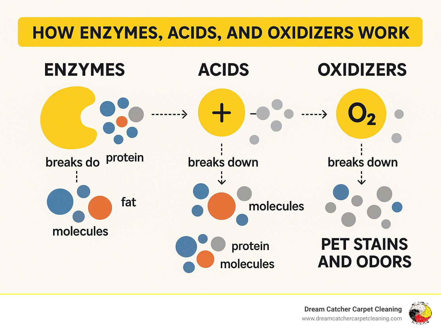 Scientific breakdown infographic showing how enzymes, acids, and oxidizers work at the molecular level to break down pet stains and odors - natural pet stain remover carpet cleaner infographic 