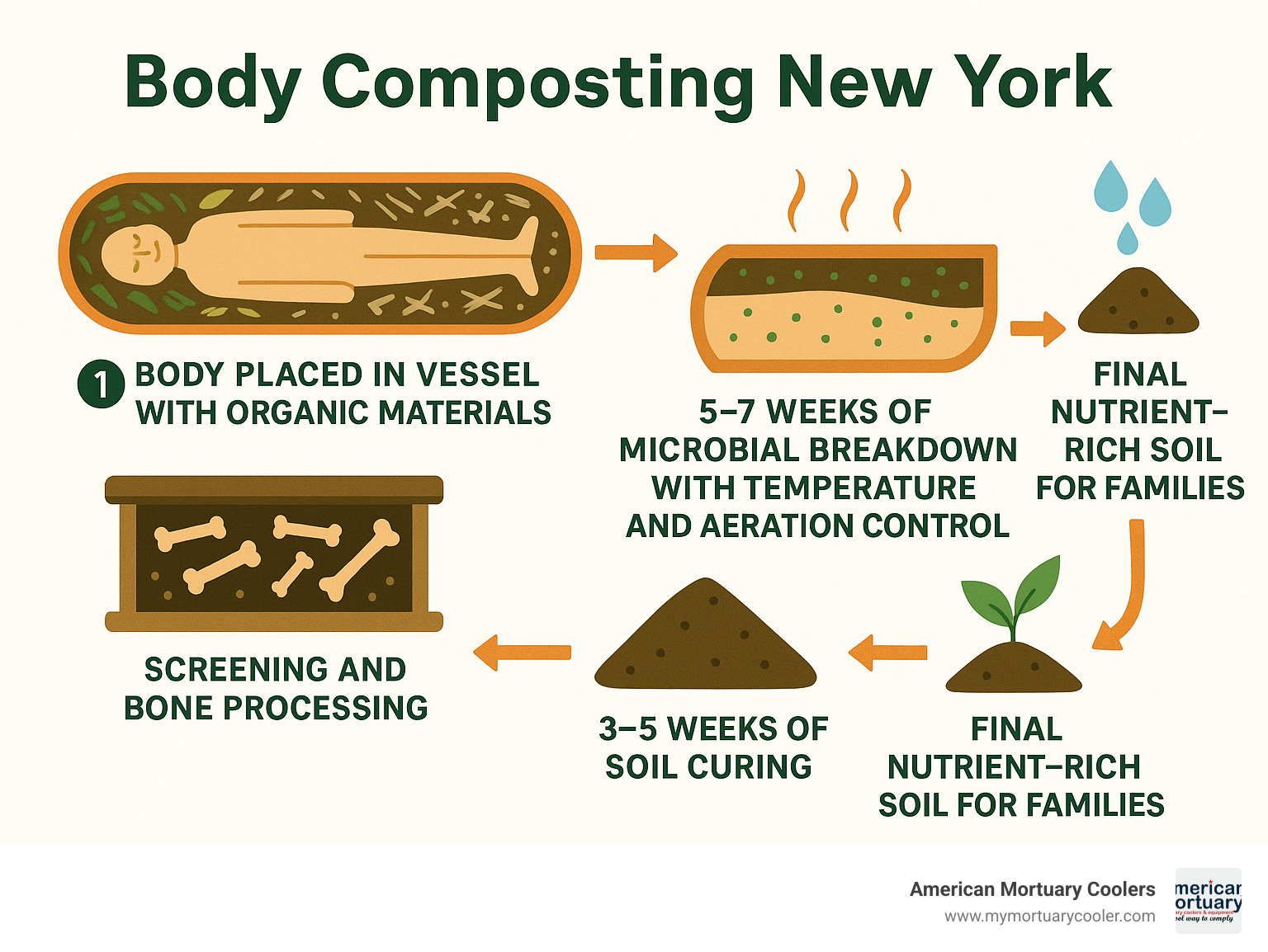 Infographic showing the natural organic reduction process: body placed in vessel with organic materials, 5-7 weeks of microbial breakdown with temperature and aeration control, screening and bone processing, 3-5 weeks of soil curing, and final nutrient-rich soil output for families - body composting new york infographic 