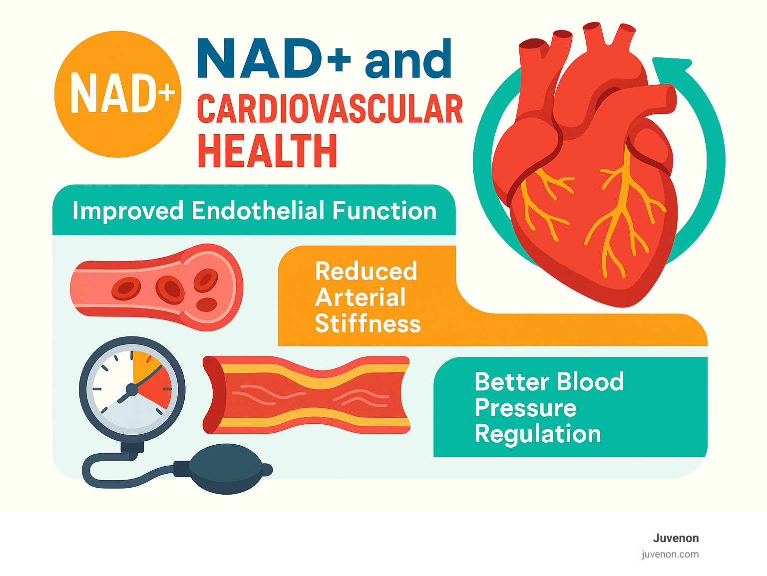 Infographic showing how NAD+ supports cardiovascular health through improved endothelial function, reduced arterial stiffness, and better blood pressure regulation - NAD supplements benefits infographic 