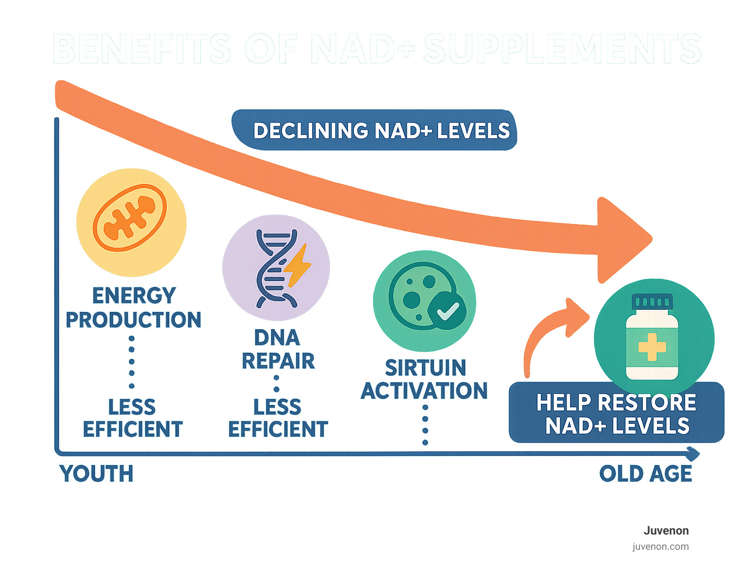 Infographic showing NAD+ levels declining from youth to old age, with cellular processes like energy production, DNA repair, and sirtuin activation becoming less efficient over time, and how NAD+ supplements can help restore these declining levels - NAD supplements benefits infographic 