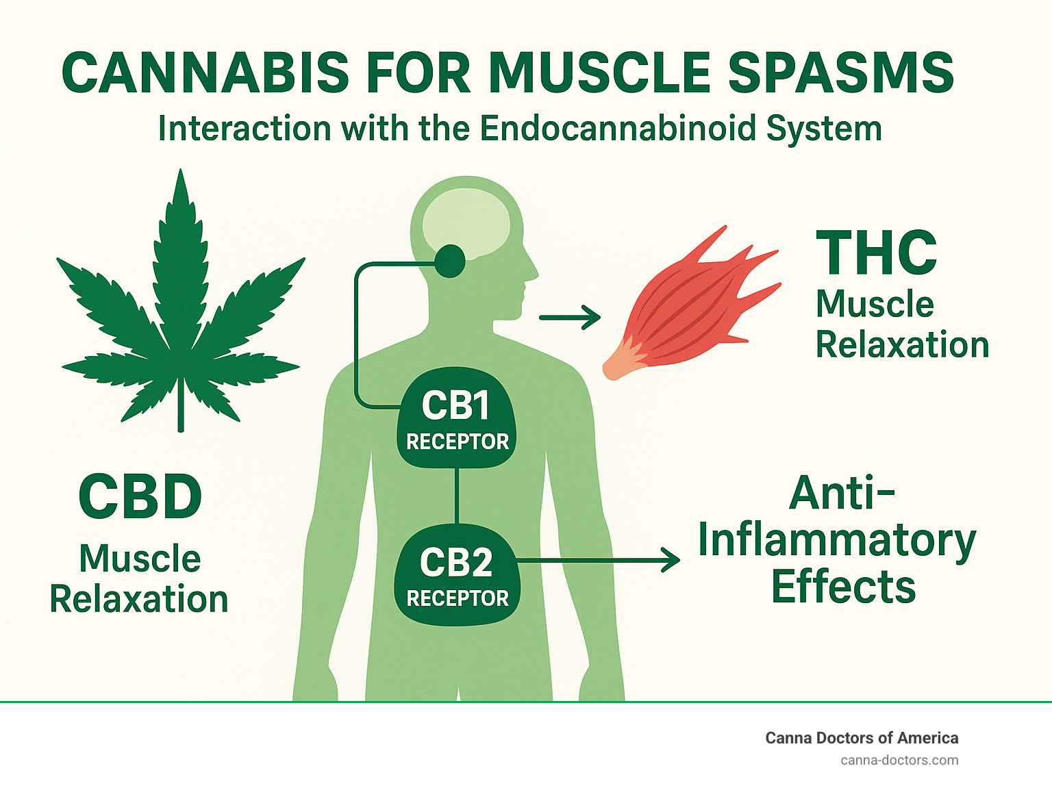 Infographic showing how cannabis interacts with the endocannabinoid system to reduce muscle spasms through CB1 and CB2 receptors, highlighting THC's muscle-relaxing properties and CBD's anti-inflammatory effects - cannabis for muscle spasms infographic 