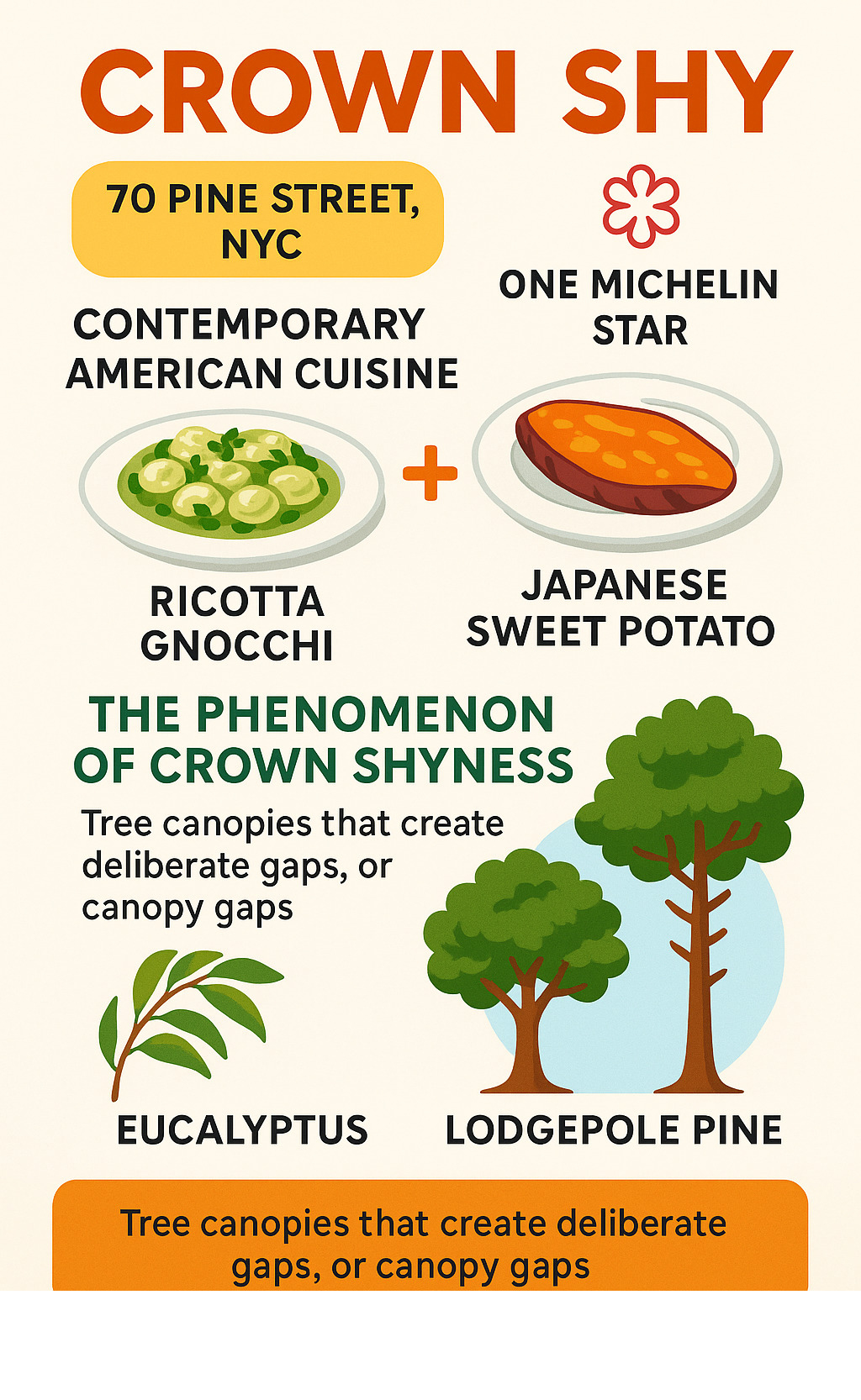 Infographic showing Crown Shy restaurant details including location at 70 Pine Street NYC, Michelin one-star rating, contemporary American cuisine, signature dishes like ricotta gnocchi and Japanese sweet potato, plus explanation of crown shyness phenomenon in trees with examples of eucalyptus and lodgepole pine species creating canopy gaps - crown shy infographic 
