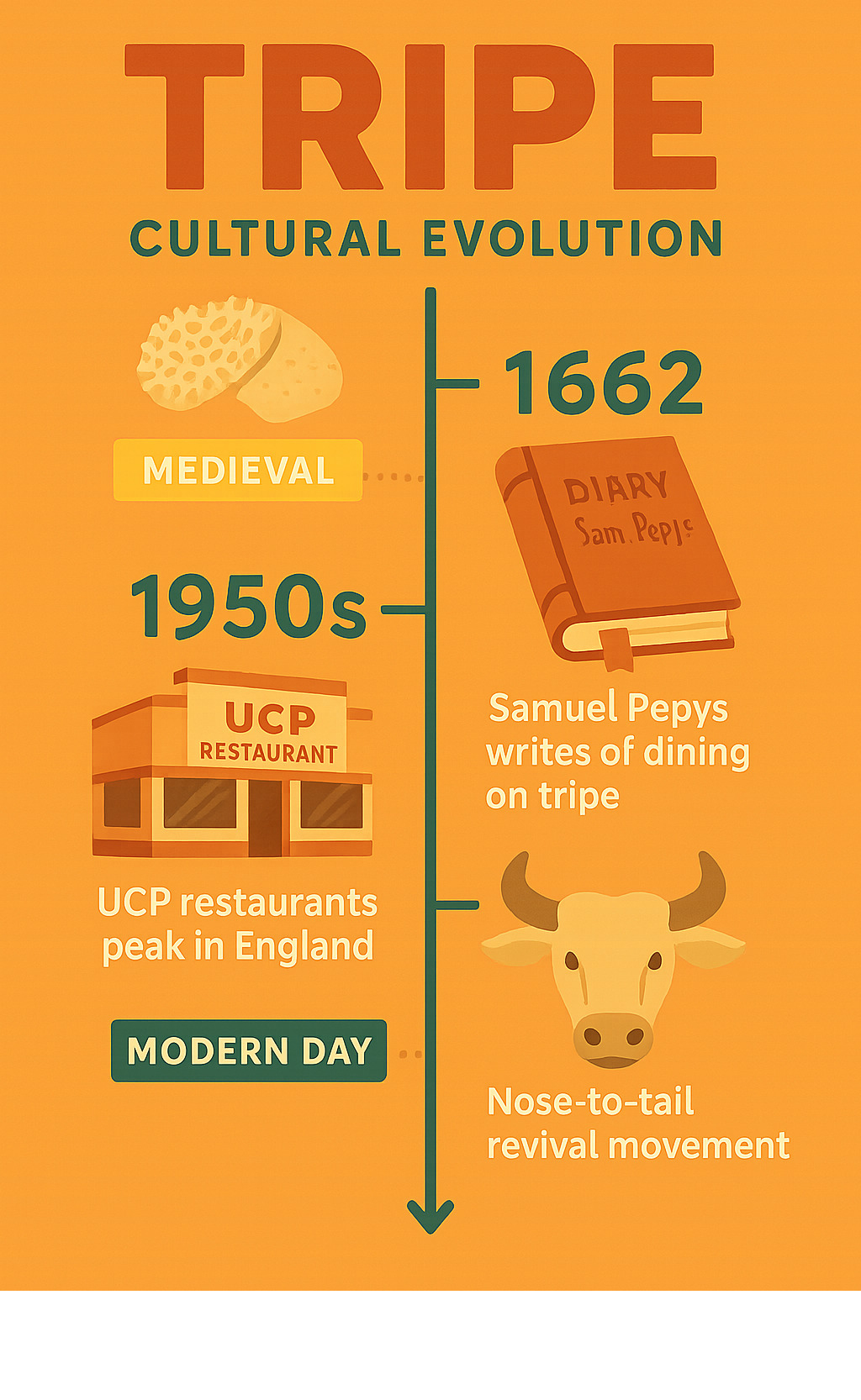 Timeline infographic showing tripe's cultural evolution from medieval times through modern day, including key dates like Samuel Pepys' 1662 diary entry, the rise and fall of UCP restaurants in 1950s England, and the modern nose-to-tail revival movement - tripe infographic 