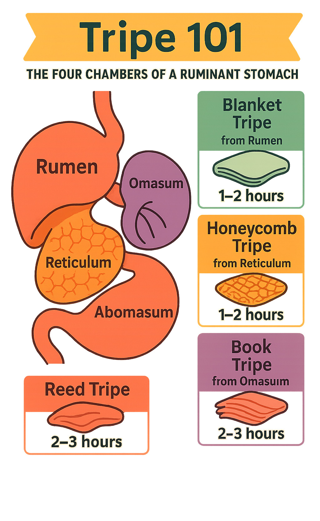Detailed infographic showing the four chambers of a ruminant stomach (rumen, reticulum, omasum, abomasum) with labels indicating which chamber produces blanket tripe, honeycomb tripe, book tripe, and reed tripe, plus cooking time recommendations for each type - tripe infographic 