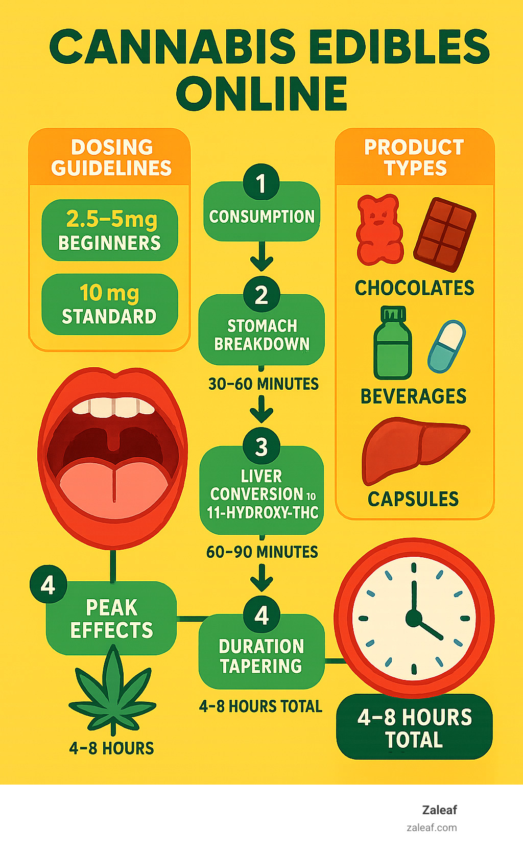 Infographic showing the complete journey of cannabis edibles online from consumption to effects: 1) Consumption (mouth), 2) Stomach breakdown (30-60 minutes), 3) Liver conversion to 11-hydroxy-THC (60-90 minutes), 4) Peak effects (2-3 hours), 5) Duration tapering (4-8 hours total), with side panels showing dosing guidelines (2.5-5mg beginners, 10mg standard, 25mg+ experienced) and product types (gummies, chocolates, beverages, capsules) - cannabis edibles online infographic 