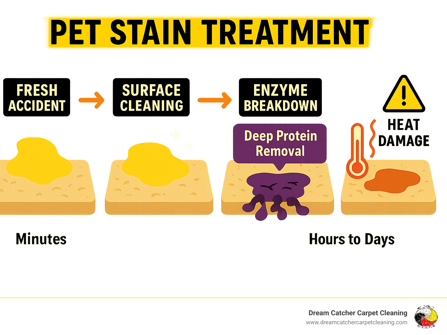 Infographic showing pet stain treatment process from fresh accident through enzyme breakdown, highlighting the difference between surface cleaning versus deep protein elimination, including timeline for enzymatic action and warning signs of heat damage - best solution to clean carpets with pet stains infographic 