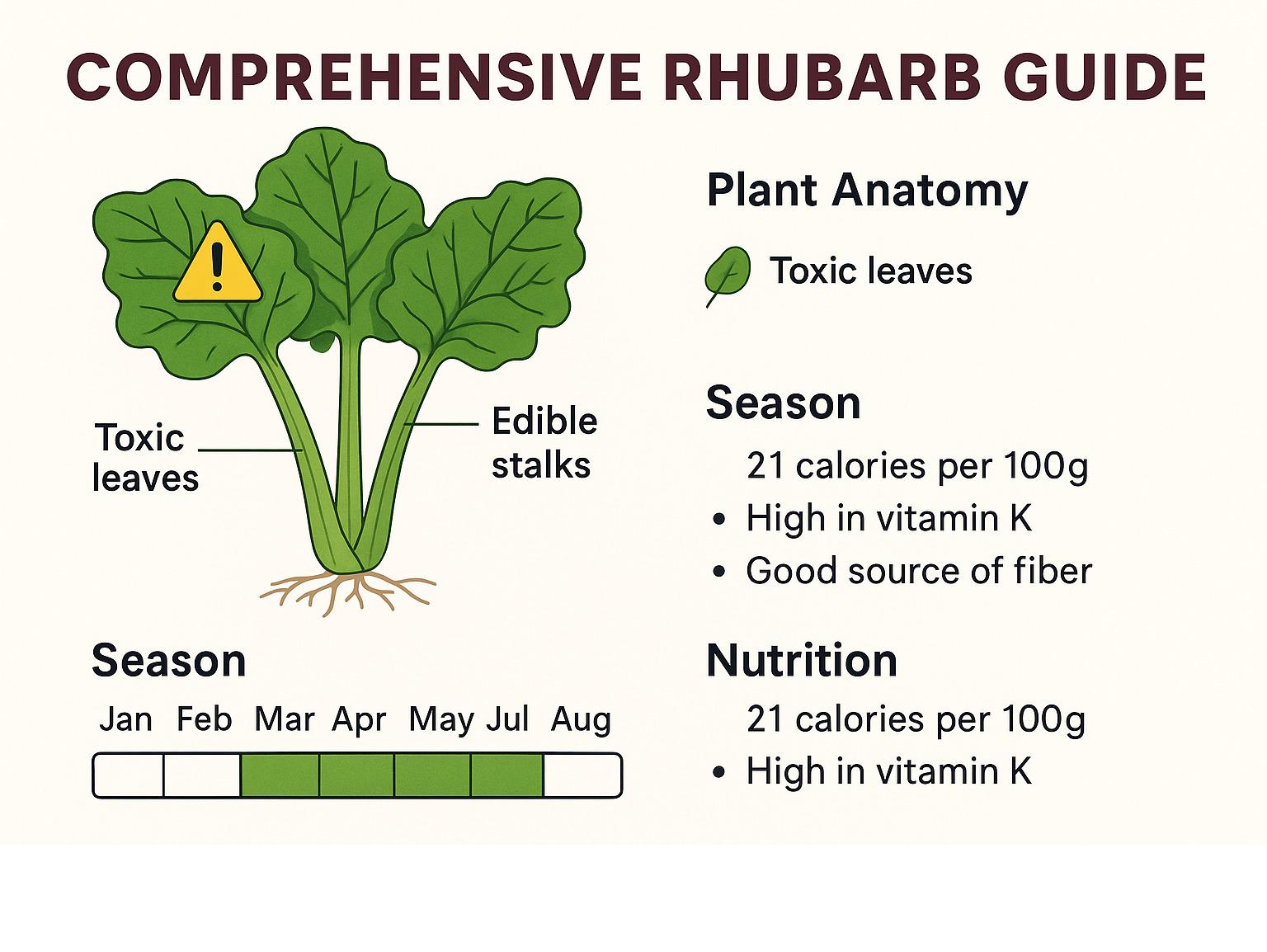 Comprehensive rhubarb guide showing plant anatomy with edible stalks highlighted in green and toxic leaves marked with warning symbols, seasonal growing calendar, and basic nutrition facts -  rhubarb infographic 