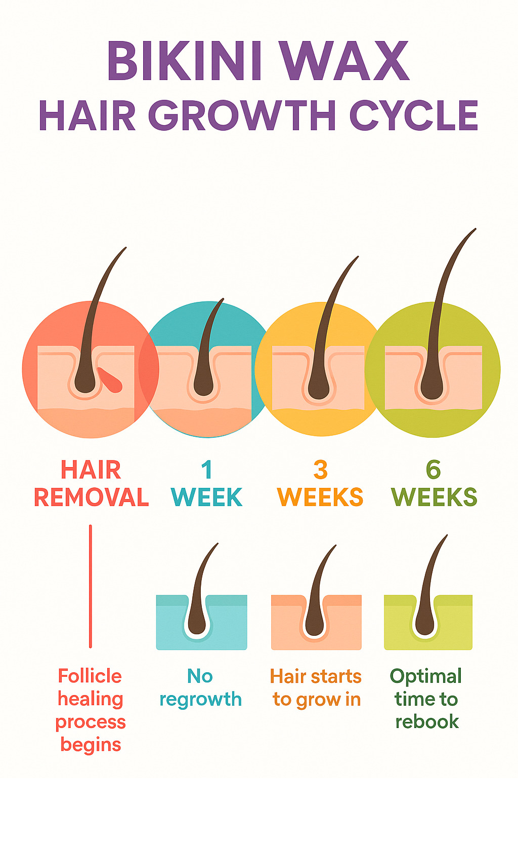 Infographic showing bikini wax hair growth cycle from removal through 6-week regrowth, including follicle healing stages and optimal rebooking timeline - bikini wax infographic 