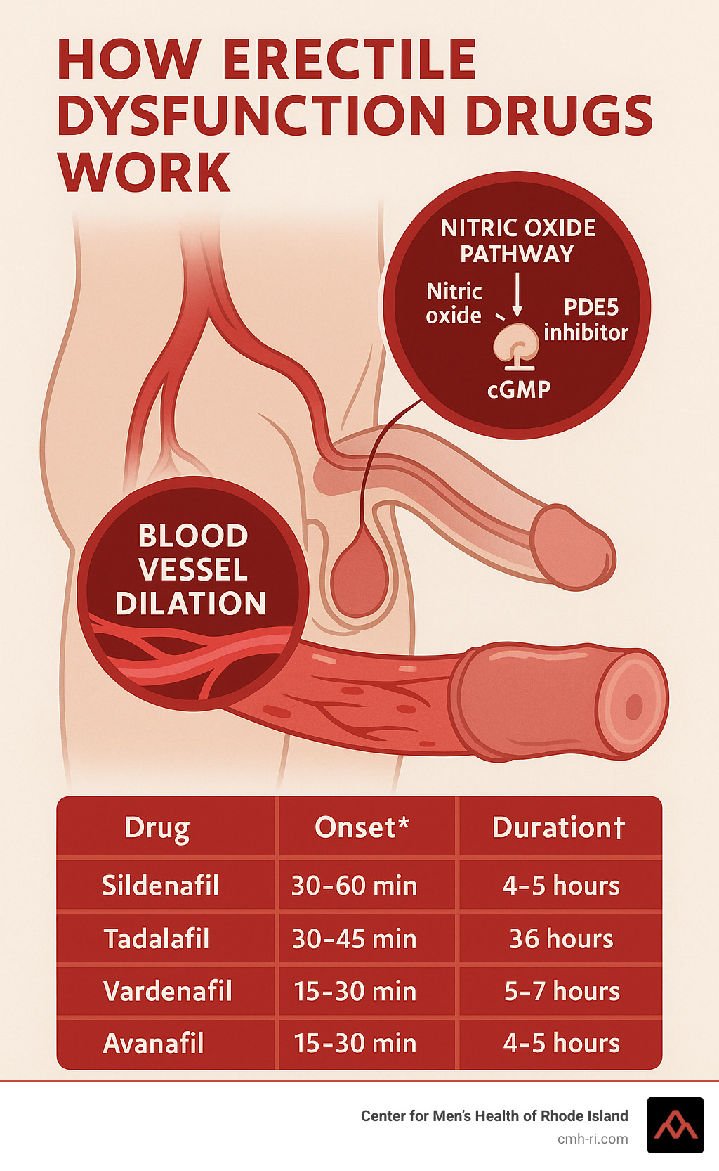 Detailed infographic showing how erectile dysfunction drugs work in the body, including blood vessel dilation, nitric oxide pathway, and comparison of different medication onset times and durations - erectile dysfunction drugs infographic 