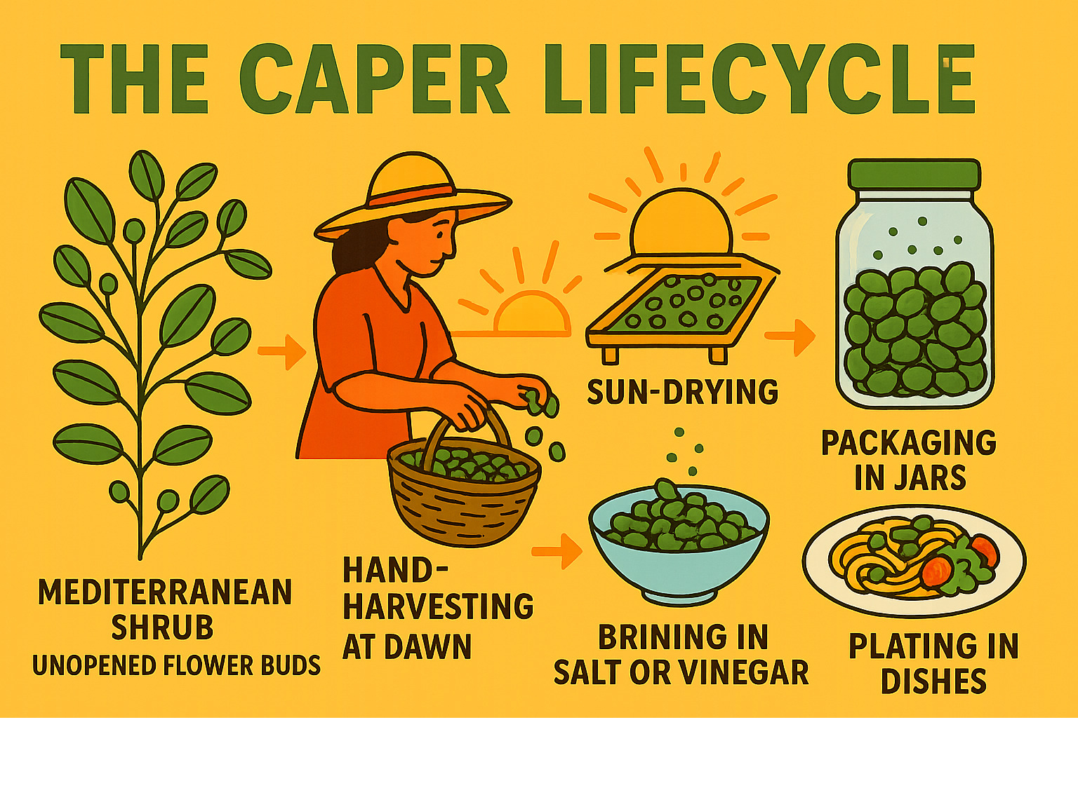 Detailed infographic showing the caper lifecycle from Mediterranean shrub with unopened flower buds, through hand-harvesting at dawn, sun-drying process, brining in salt or vinegar, packaging in jars, and final plating in various dishes like pasta and salads - capers infographic 