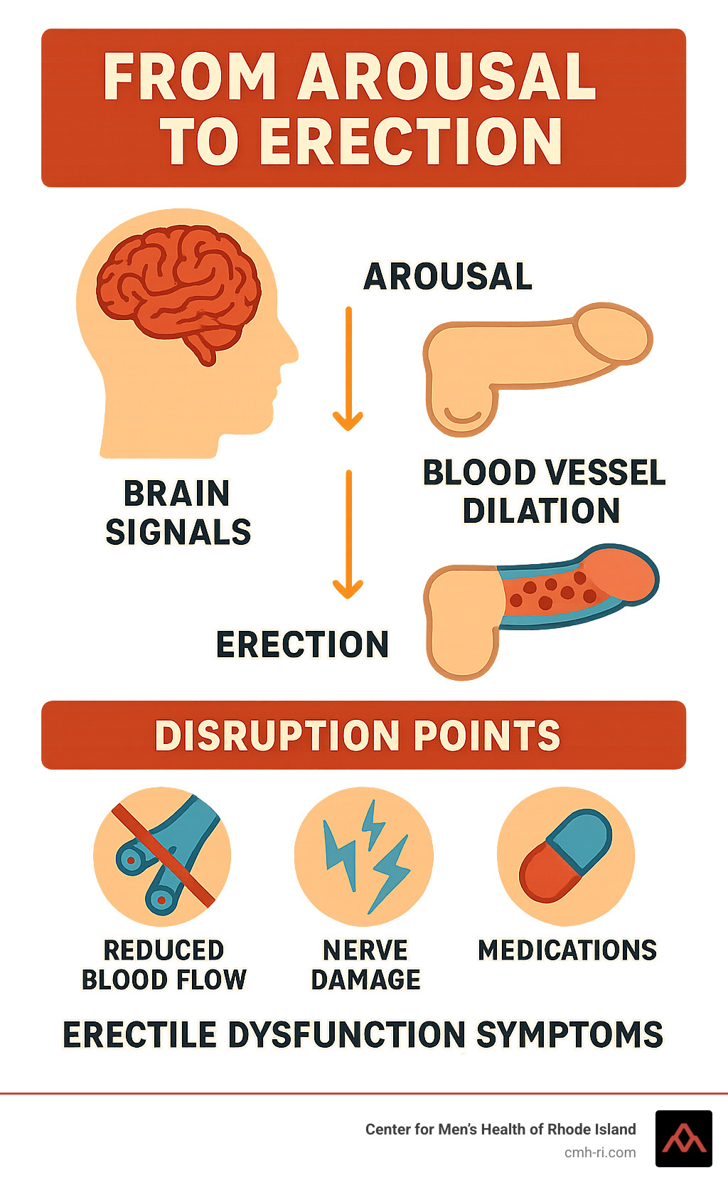 Infographic showing the pathway from arousal to erection, including brain signals, blood vessel dilation, and common disruption points that lead to erectile dysfunction symptoms - signs of erectile dysfunction infographic 