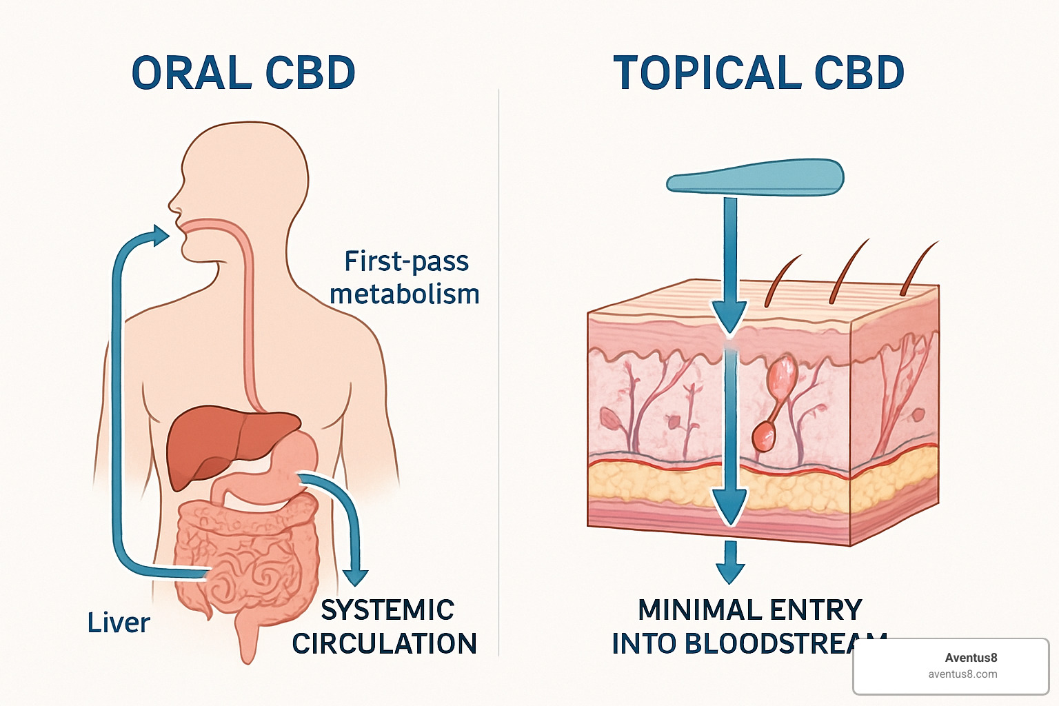 Diagram showing how topical CBD is absorbed through skin layers with minimal systemic circulation compared to oral CBD which must pass through the digestive system and liver - CBD for chemo symptoms