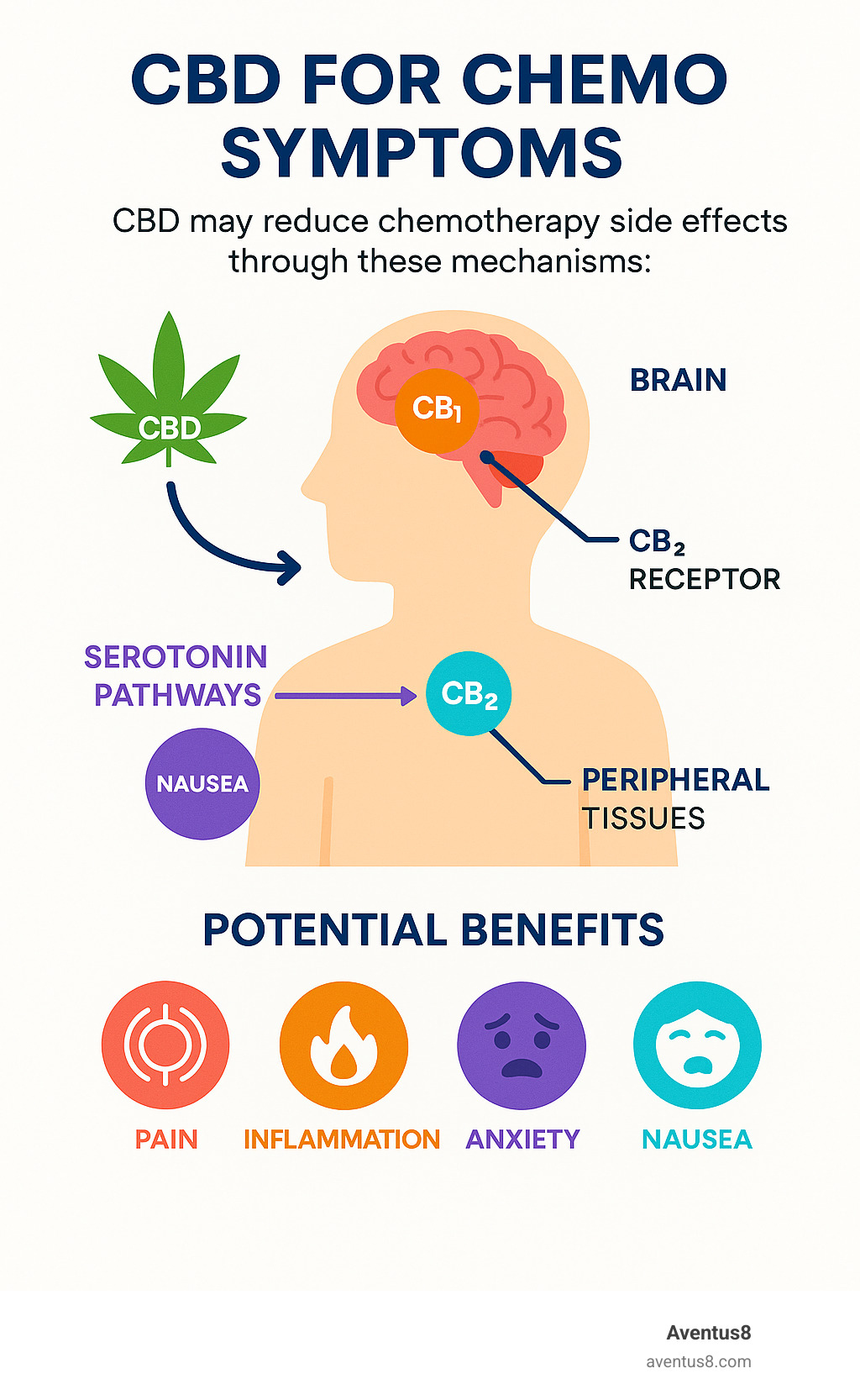 Infographic showing the endocannabinoid system's role in managing chemotherapy side effects, including CB1 and CB2 receptors in the brain and peripheral tissues, serotonin pathways for nausea control, and how CBD interacts with these systems to potentially reduce pain, inflammation, anxiety, and nausea during cancer treatment - CBD for chemo symptoms infographic 