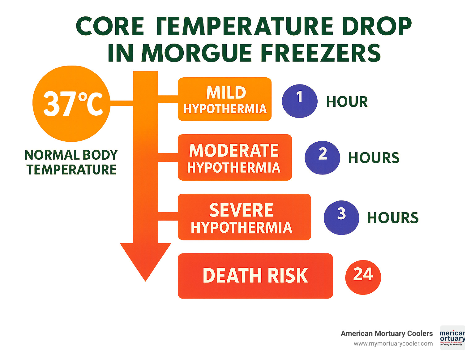 Infographic showing human core temperature drop timeline in morgue freezers, displaying normal body temperature at 37°C declining through mild hypothermia at 35°C, moderate hypothermia at 32°C, severe hypothermia at 28°C, and death risk at 24°C, with time markers showing progression over hours in freezer conditions - can anyone survive the deep freezer of a morge infographic 