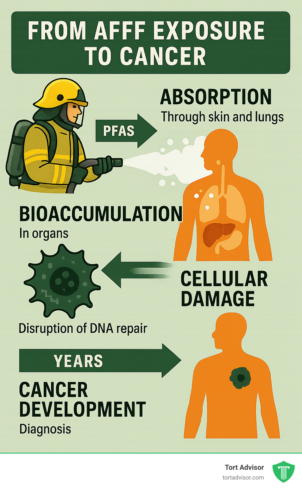Detailed infographic showing the pathway from AFFF exposure to cancer development, including PFAS chemical absorption through skin and lungs, bioaccumulation in organs, cellular damage mechanisms, and the timeline from exposure to cancer diagnosis - firefighting foam cancer lawsuit infographic 