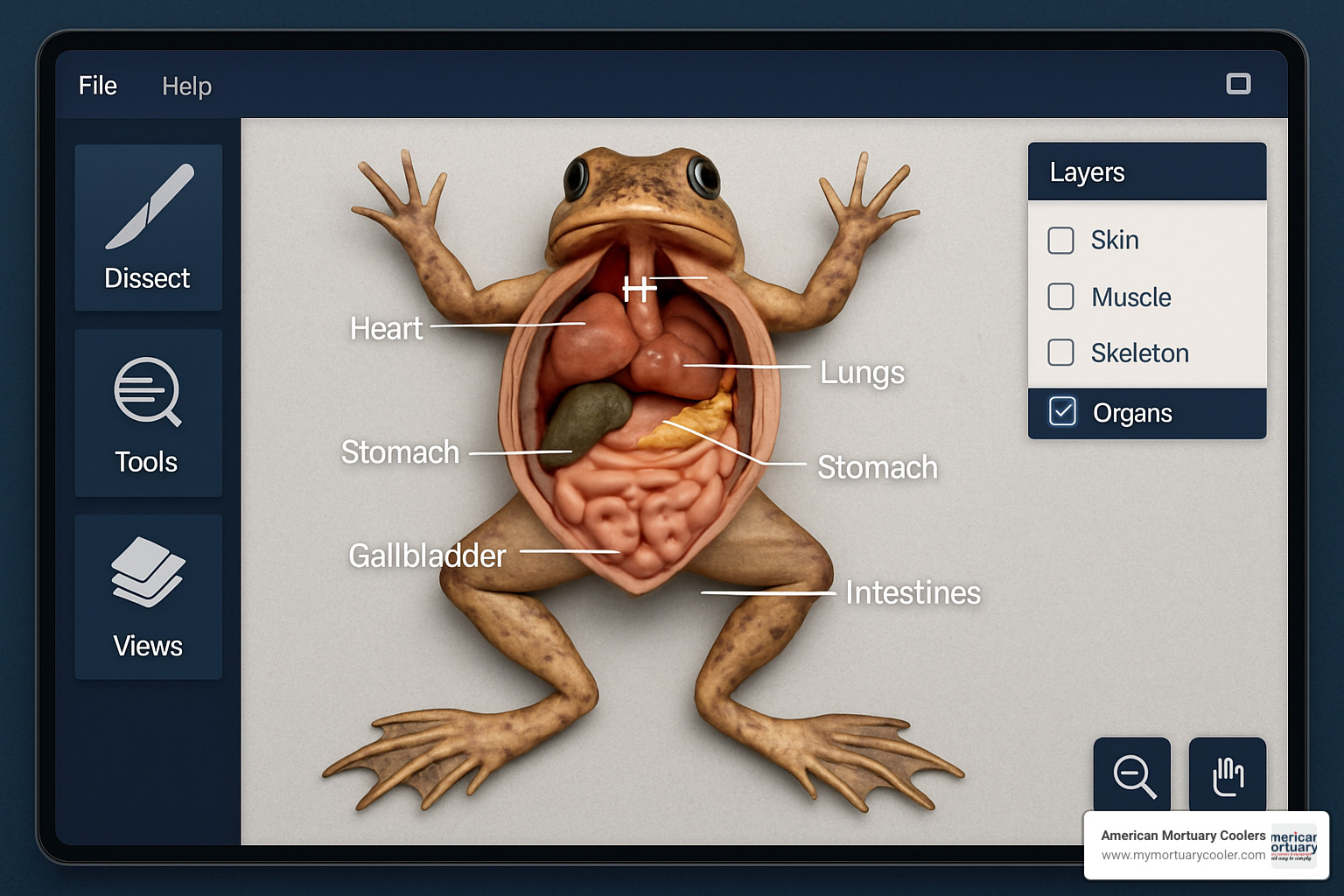 virtual frog dissection interface showing layered anatomy and interactive tools - dissection equipment