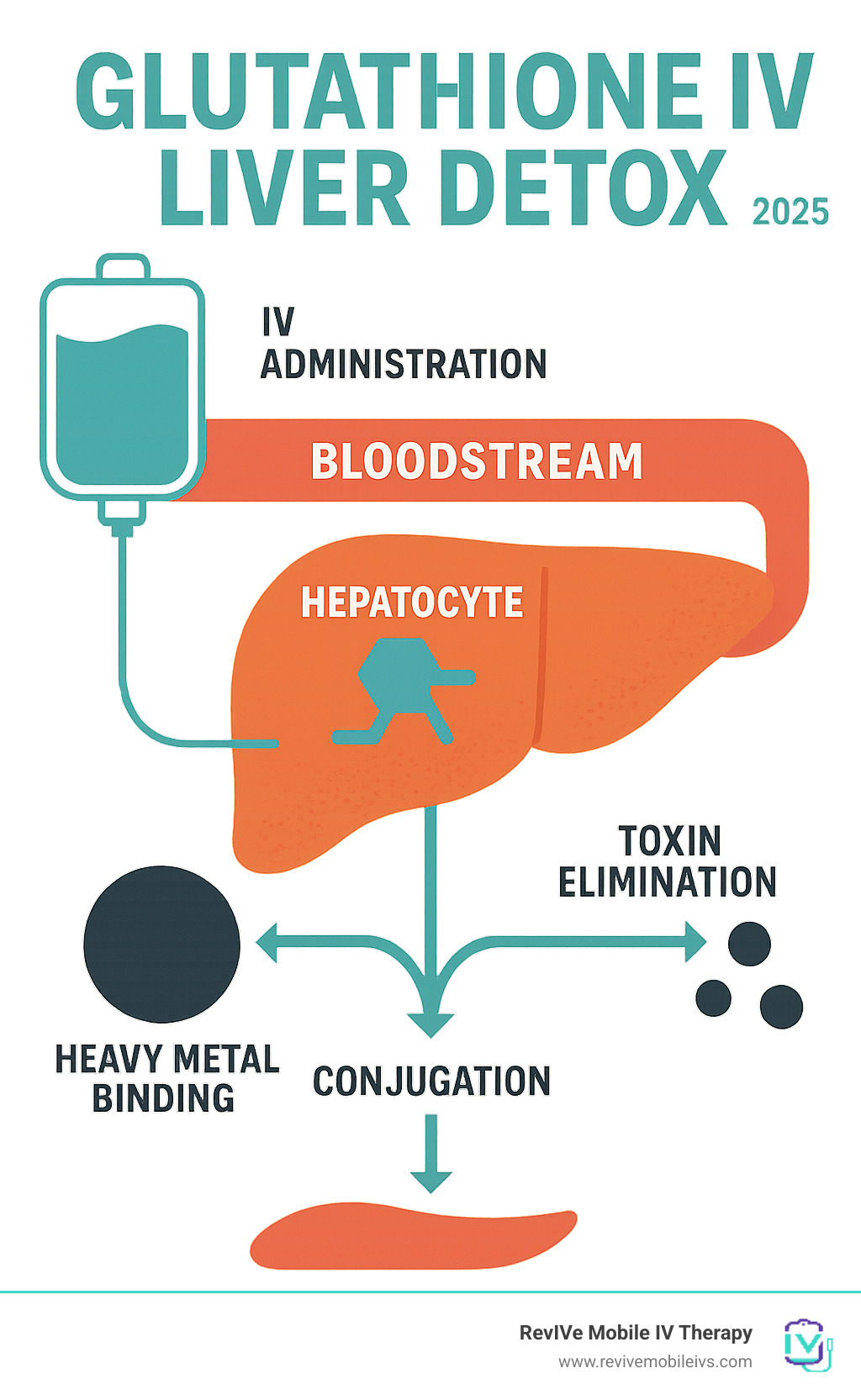 Infographic showing glutathione's role in liver detoxification - from IV administration through bloodstream to hepatocytes, illustrating the conjugation process, heavy metal binding, and toxin elimination pathways - glutathione iv liver detox infographic 