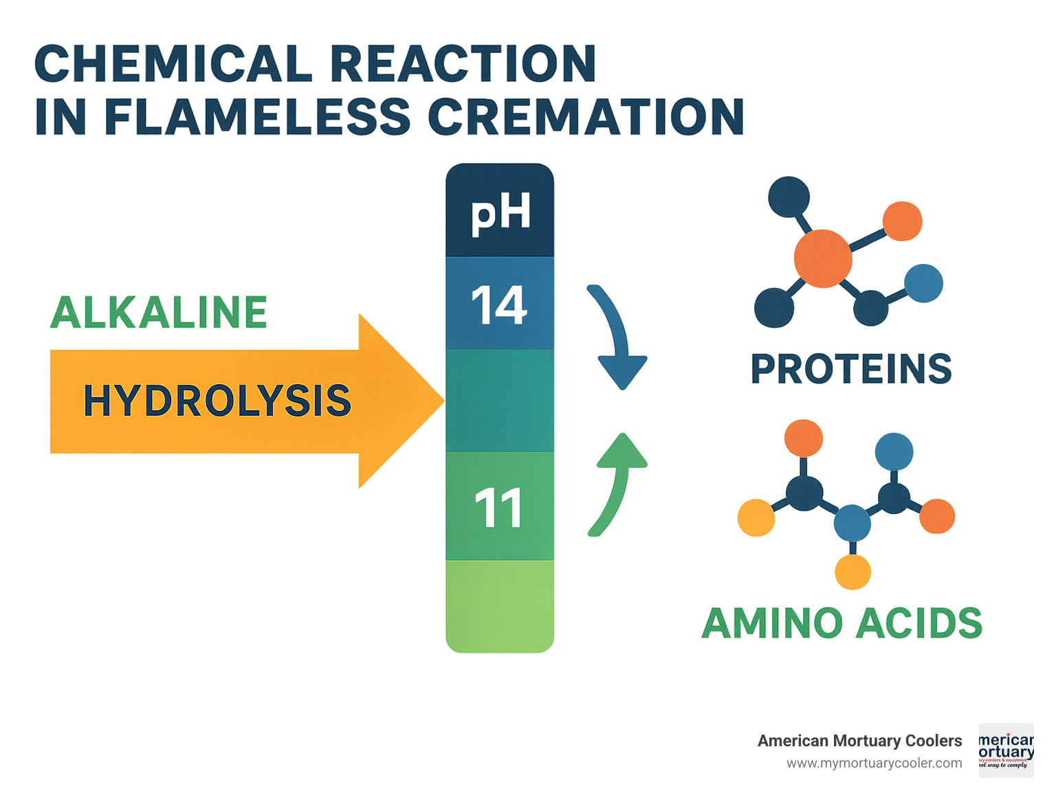 Chemical reaction diagram showing pH levels dropping from 14 to 11 during alkaline hydrolysis, with molecular breakdown of proteins into amino acids - flameless cremation process infographic 