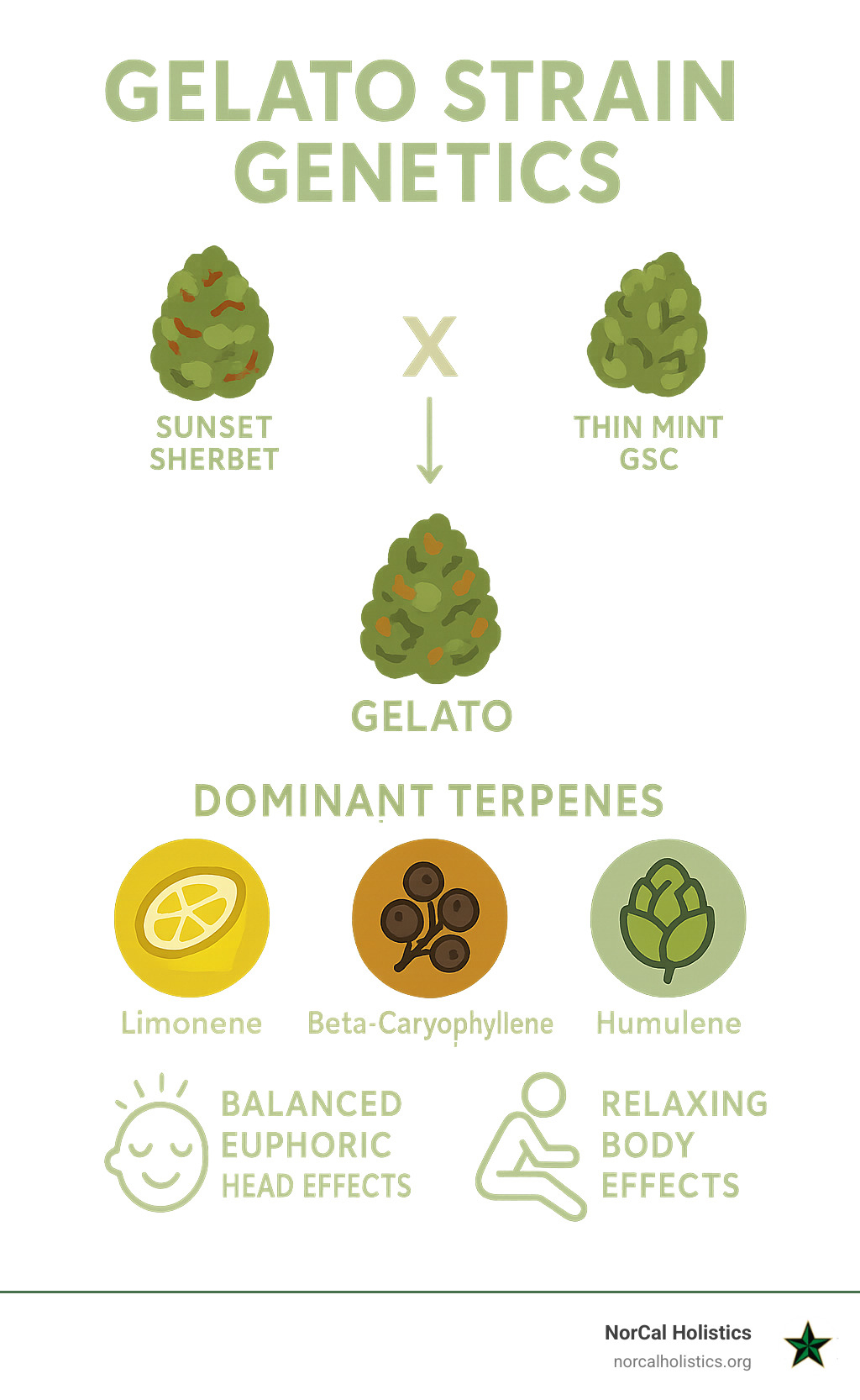 Infographic showing Gelato strain genetics from Sunset Sherbet crossed with Thin Mint GSC, resulting in dominant terpenes Limonene, Beta-Caryophyllene, and Humulene that create balanced euphoric head effects and relaxing body effects - buy gelato weed online infographic 