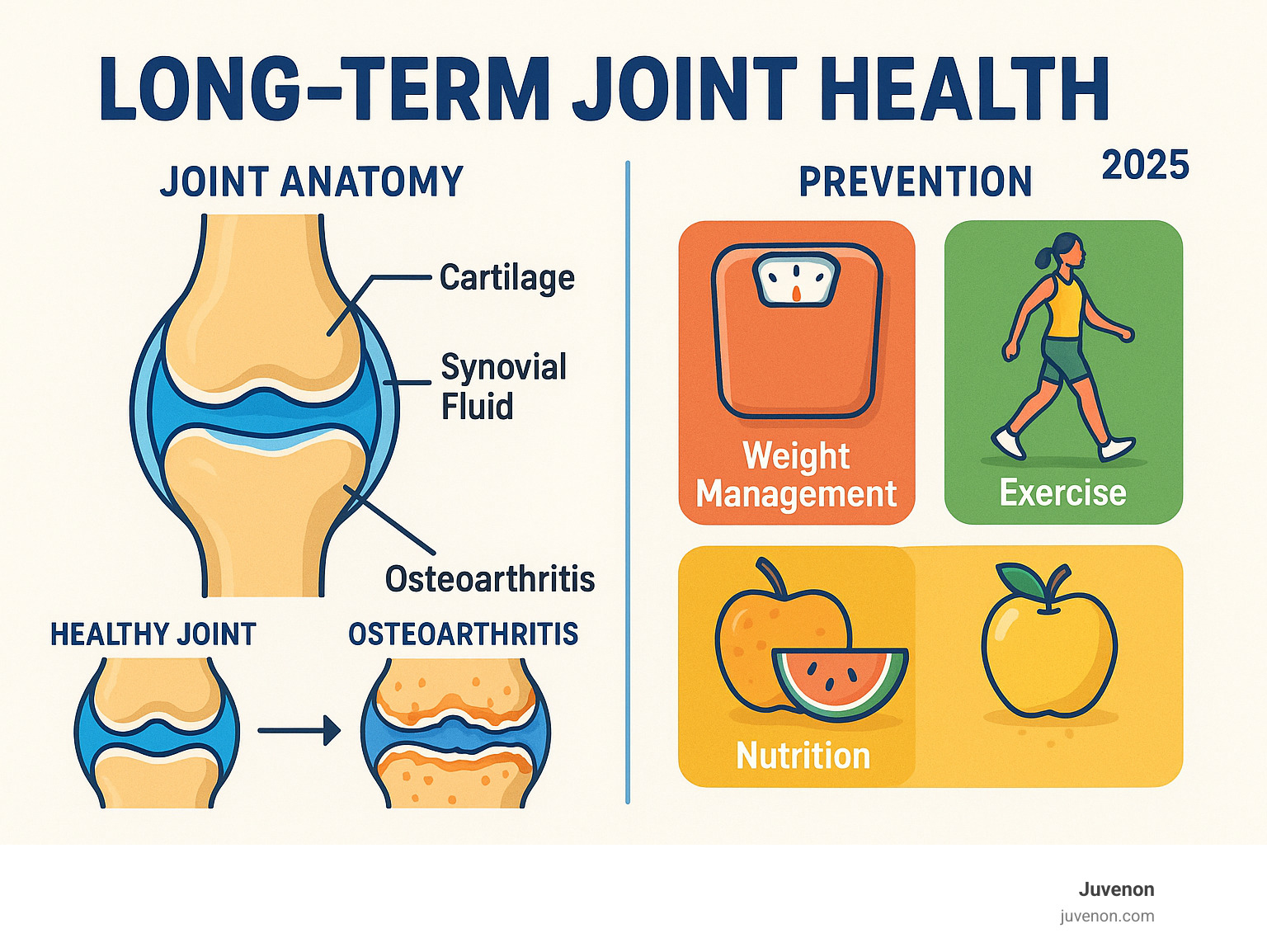 Infographic showing joint anatomy including cartilage, synovial fluid, and the progression from healthy joints to osteoarthritis, with key prevention strategies like weight management, exercise, and nutrition highlighted - long term joint health infographic 