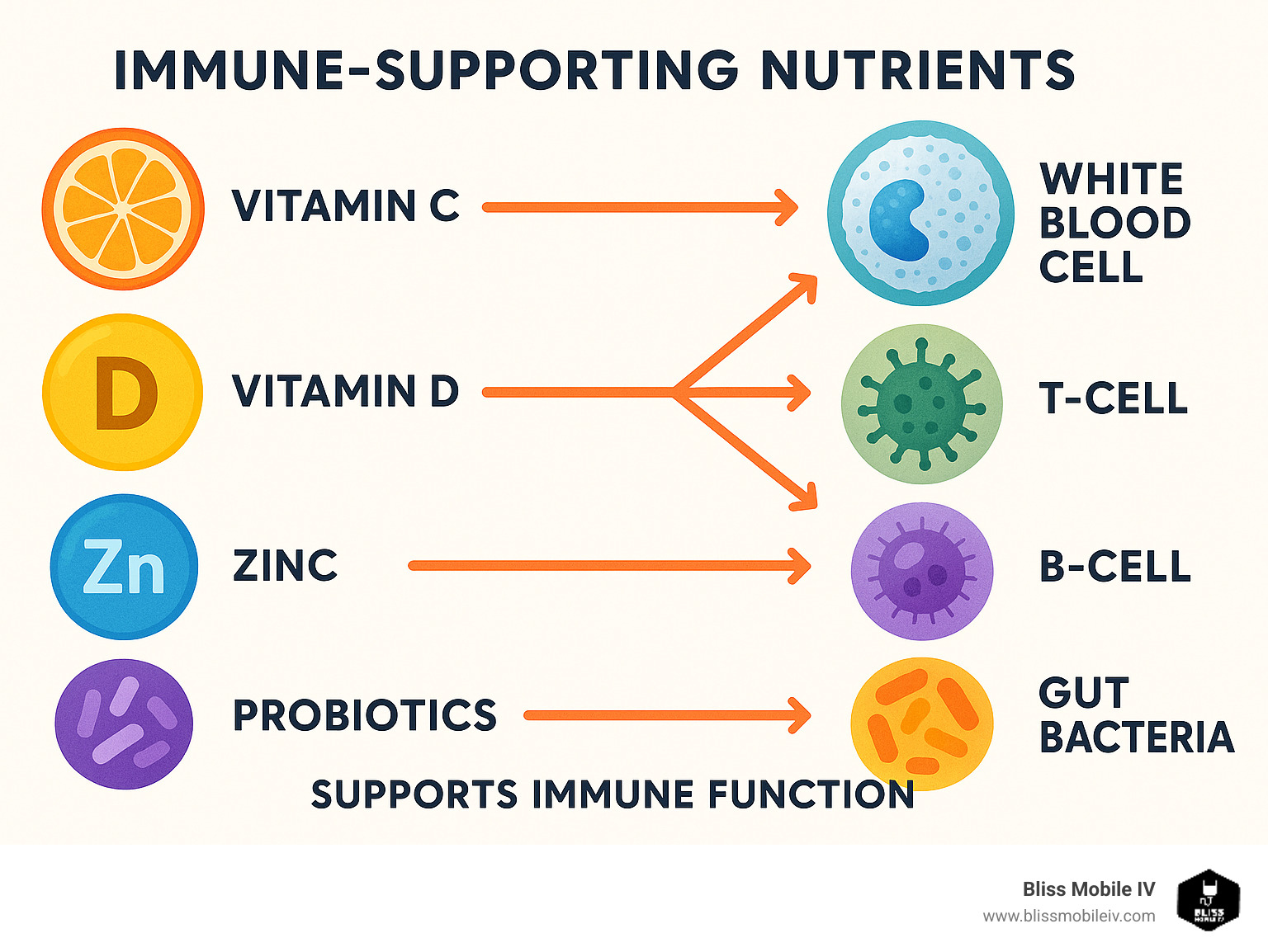 Detailed infographic showing how key immune-supporting nutrients like vitamin C, vitamin D, zinc, and probiotics interact with different immune cells including white blood cells, T-cells, B-cells, and gut bacteria to support overall immune function - immune boosting supplements infographic 