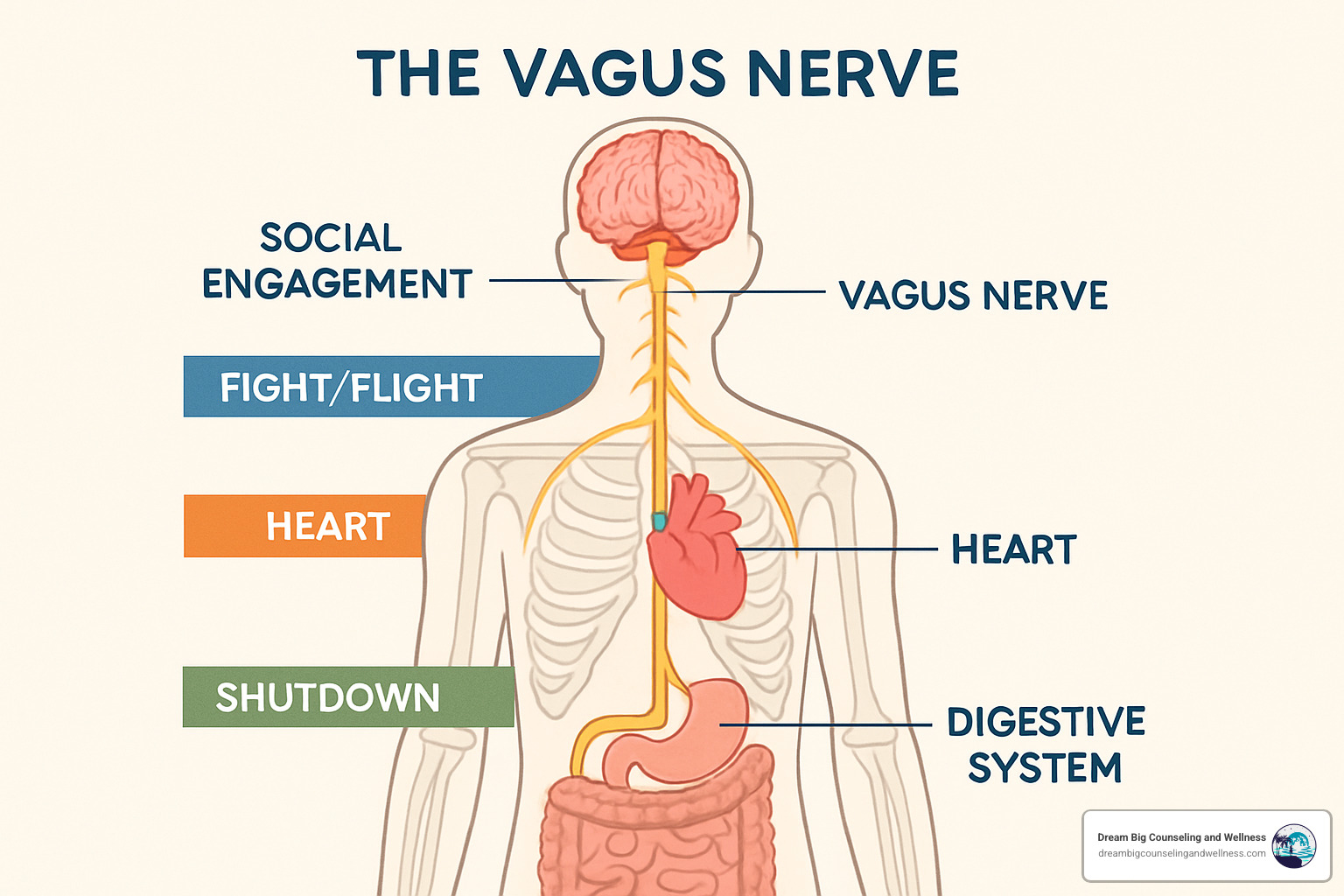 polyvagal theory nervous system - safe and sound protocol