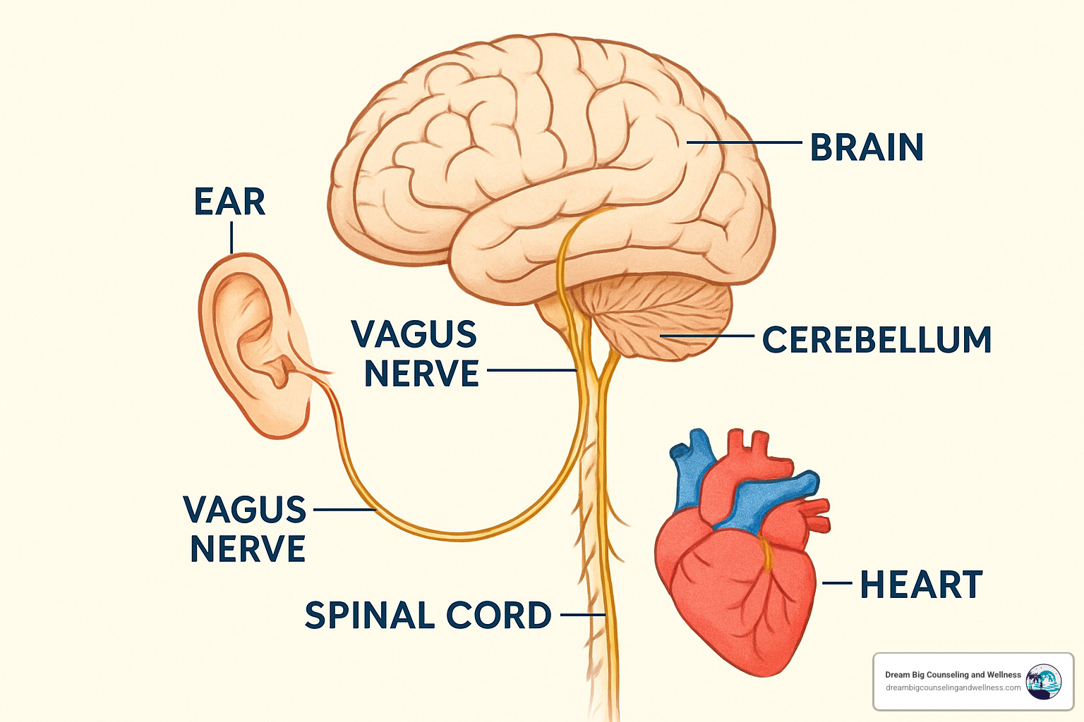 brain and nervous system connections - safe and sound therapy