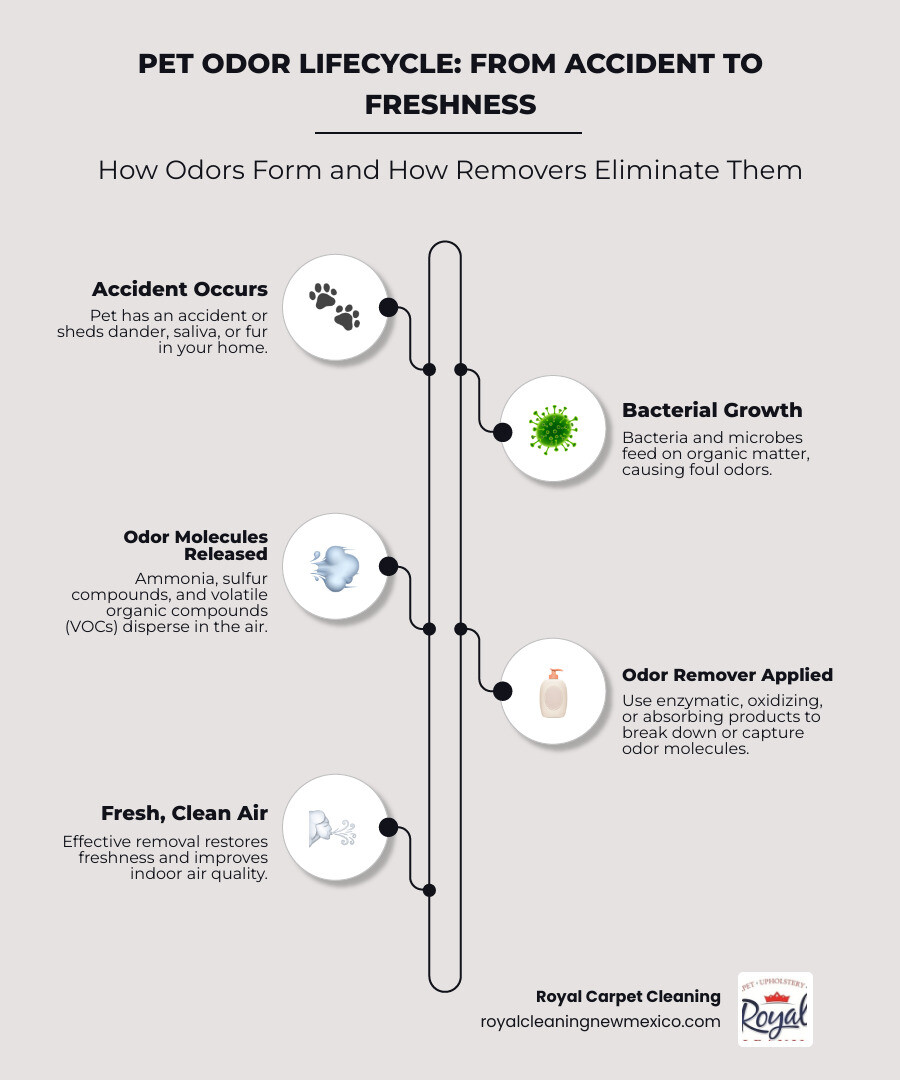 Infographic showing the pet odor lifecycle from initial accident through bacterial growth, odor molecule release, and effective removal methods including enzymatic breakdown, oxidation, and absorption techniques - pet odor remover infographic infographic-line-5-steps-neat_beige