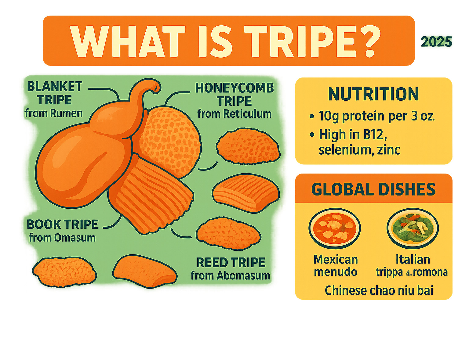 Infographic showing the four-chamber ruminant stomach system with blanket tripe from rumen, honeycomb tripe from reticulum, book tripe from omasum, and reed tripe from abomasum, along with nutritional facts and global dish examples - what is tripe infographic 