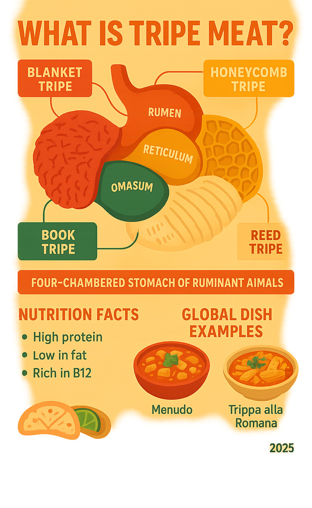 Detailed infographic showing the four-chambered stomach of ruminant animals with labels for blanket tripe from rumen, honeycomb tripe from reticulum, book tripe from omasum, and reed tripe from abomasum, including nutritional facts and global dish examples - what is tripe meat  infographic 