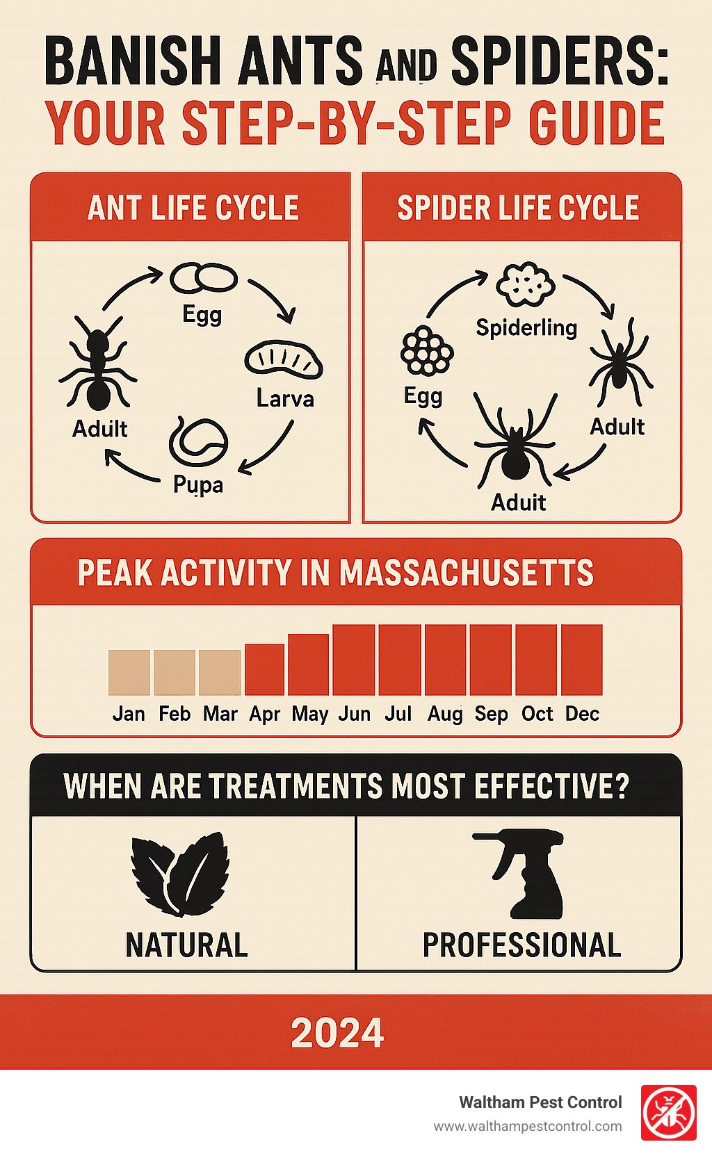 Comprehensive guide showing ant and spider life cycles, peak activity seasons in Massachusetts, and when natural vs professional treatments are most effective - best way to get rid of ants and spiders infographic 