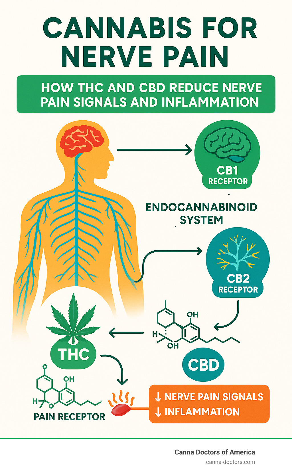 Infographic showing the endocannabinoid system pathway with CB1 and CB2 receptors in the brain and peripheral nervous system, illustrating how THC and CBD compounds interact with pain receptors to reduce nerve pain signals and inflammation - cannabis for nerve pain infographic 