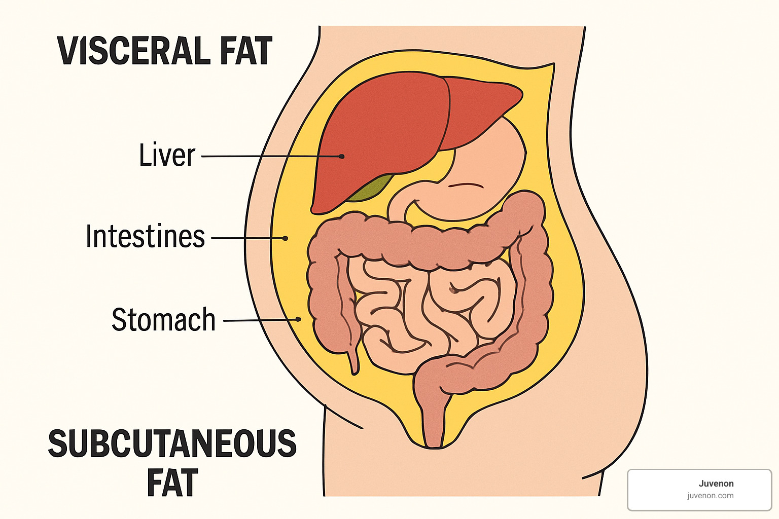 Comparison diagram showing visceral fat around organs versus subcutaneous fat under the skin - metabolism decline with age
