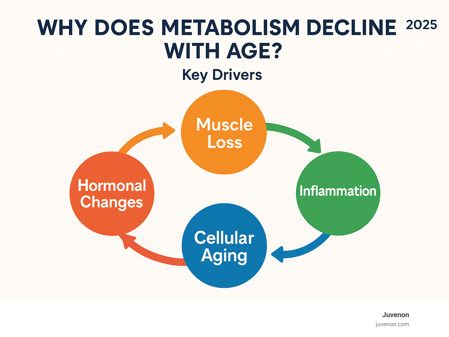 Diagram showing the interconnected factors that drive metabolic decline with age, including muscle loss, hormonal changes, inflammation, and cellular aging - metabolism decline with age infographic 
